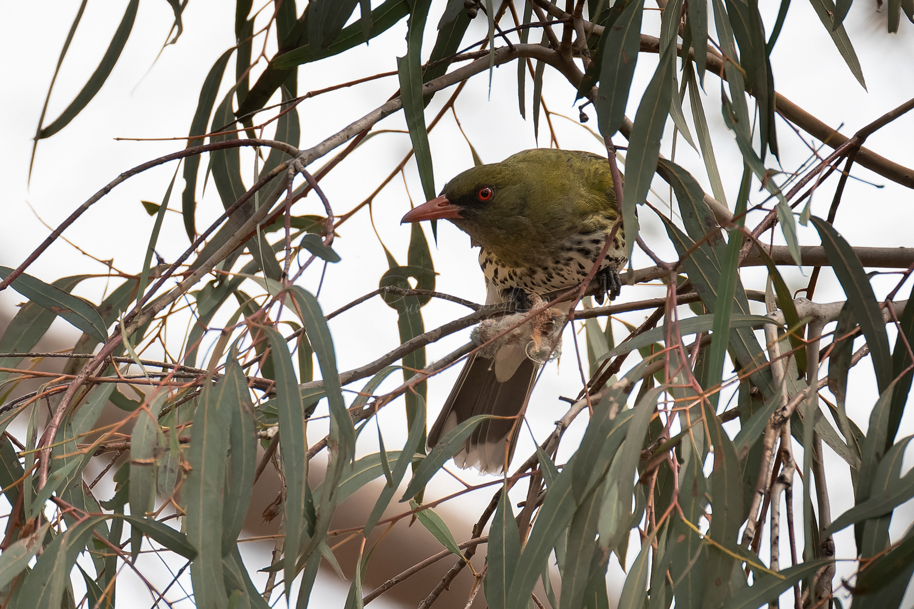 Olive-backed Oriole
