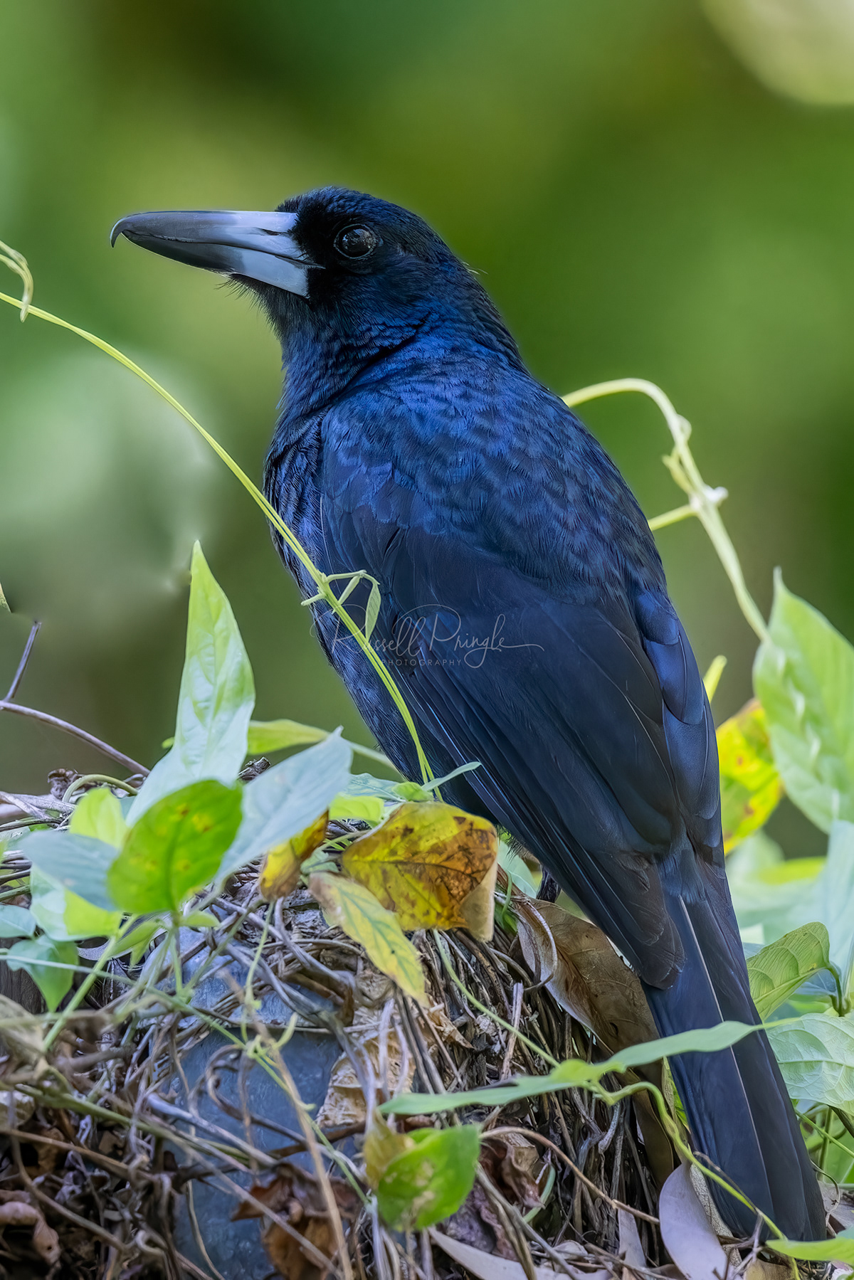 Black Butcherbird