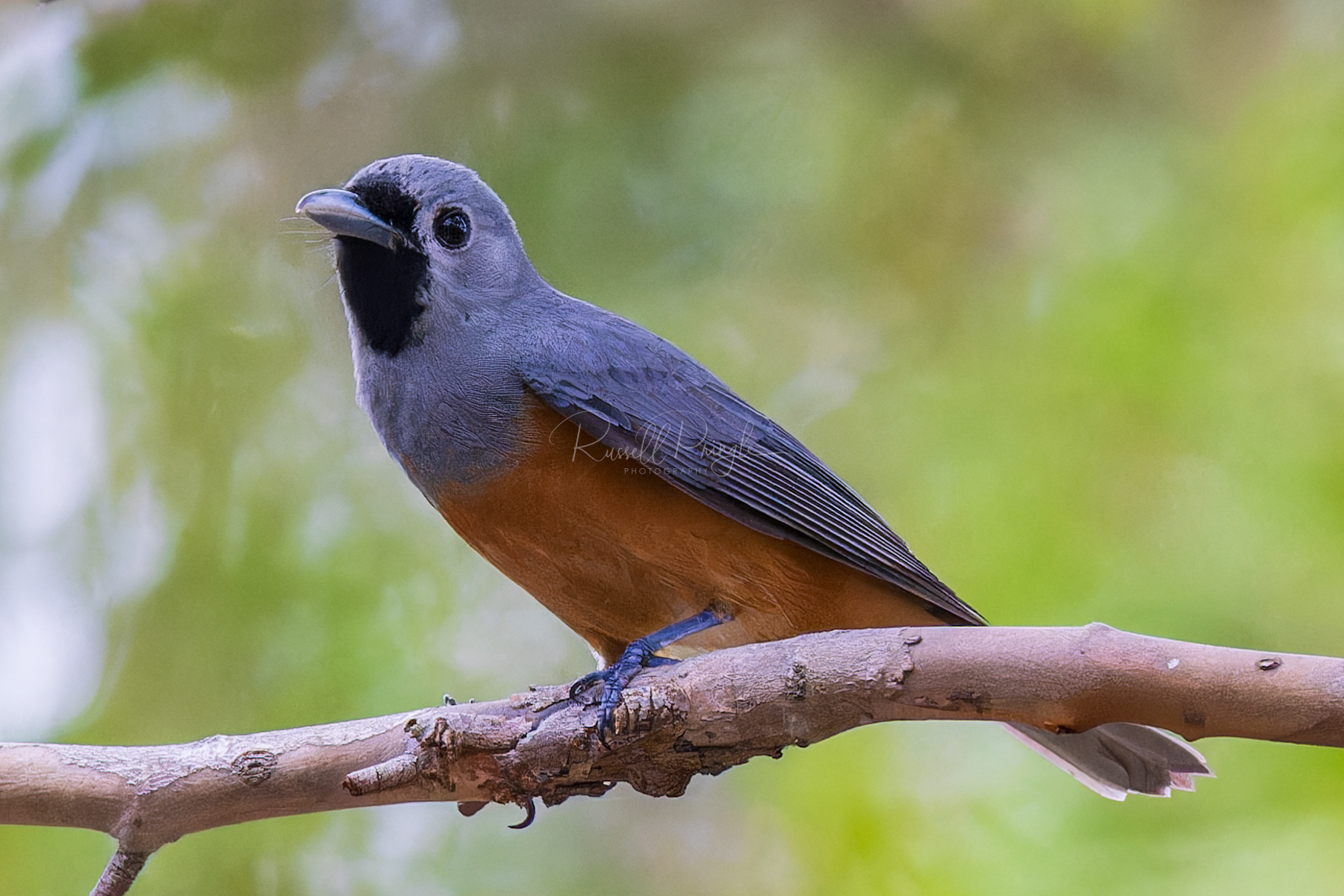 Black-faced Monarch