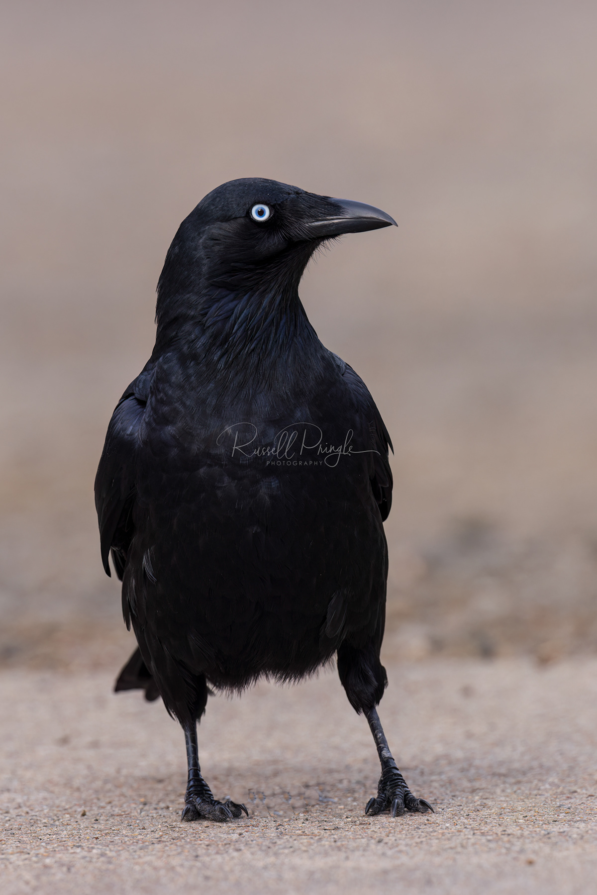 Little Raven