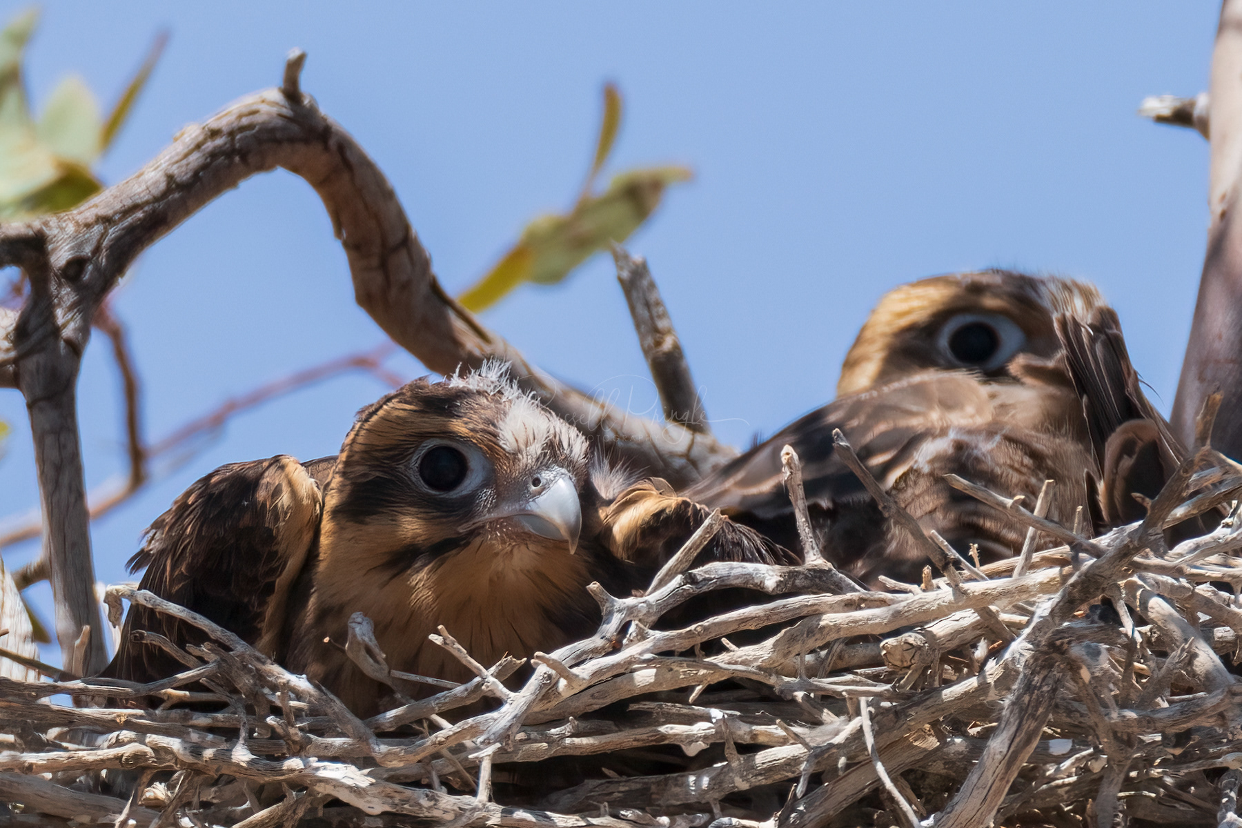 Brown Falcon (fledglings)