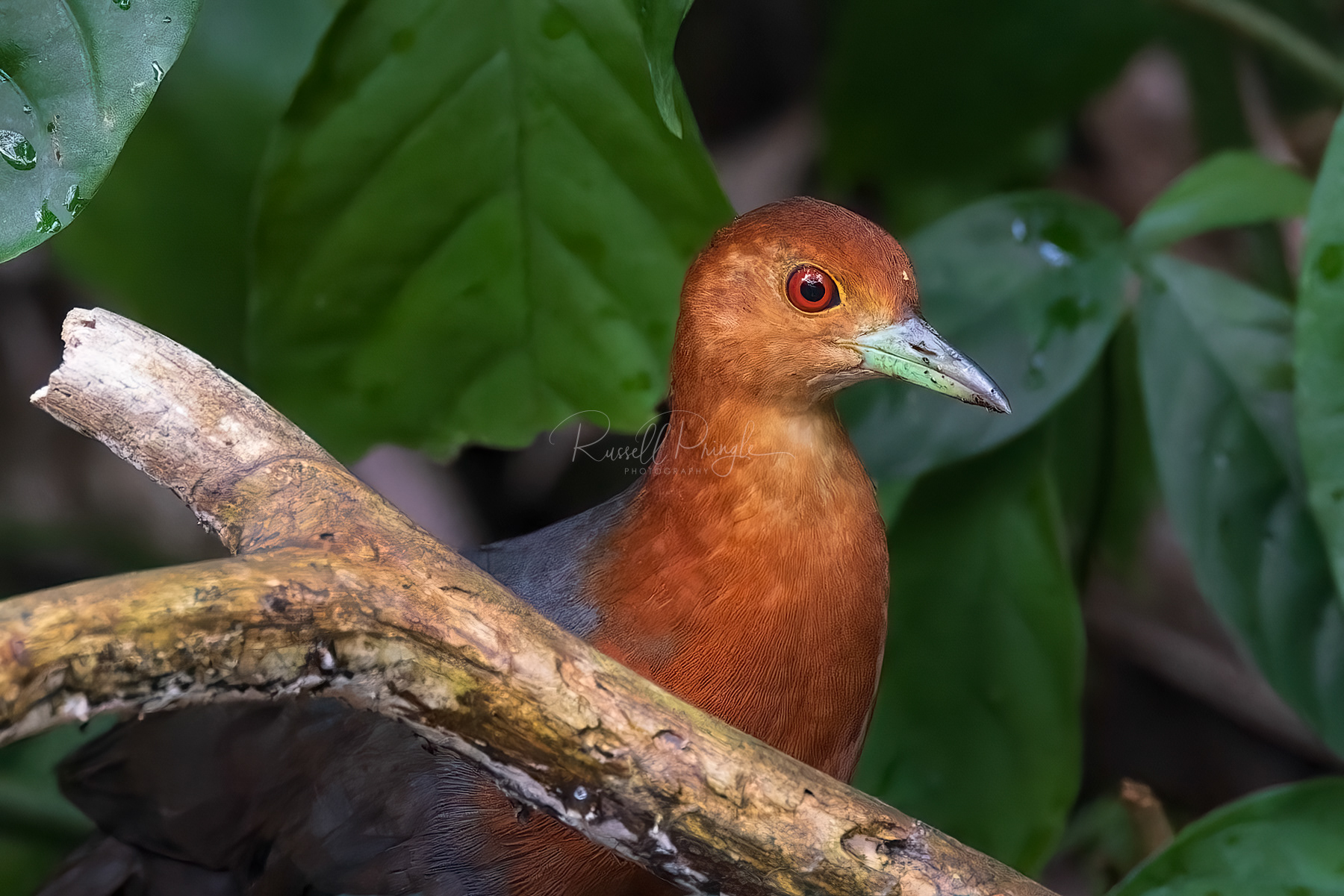 Red-necked Crake