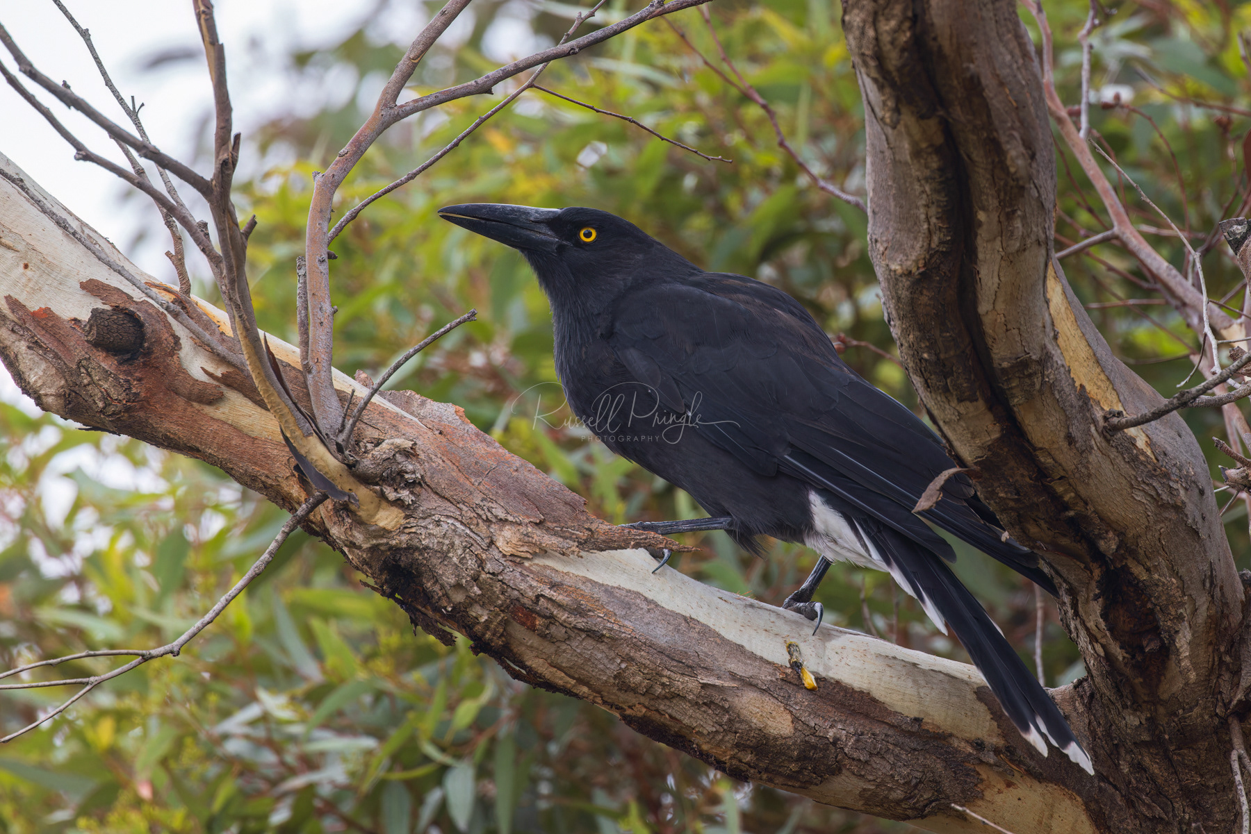 Grey Currawong