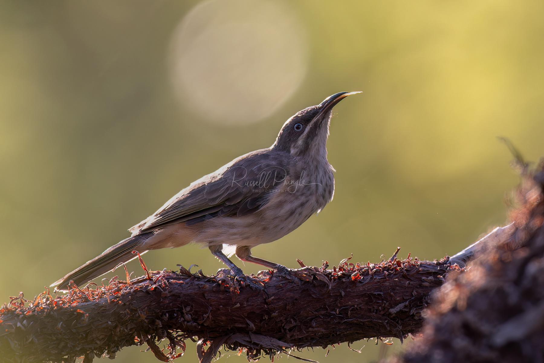 Kimberley Honeyeater