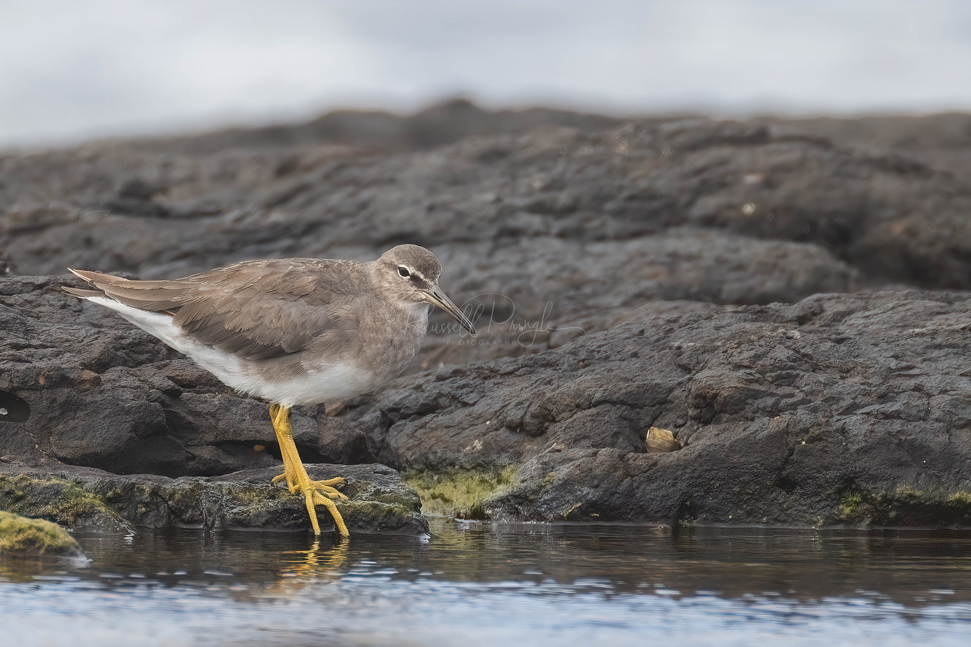 Wandering Tattler