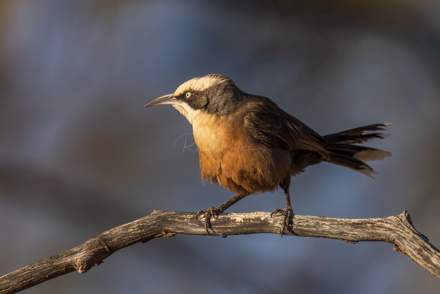 Grey-crowned Babbler