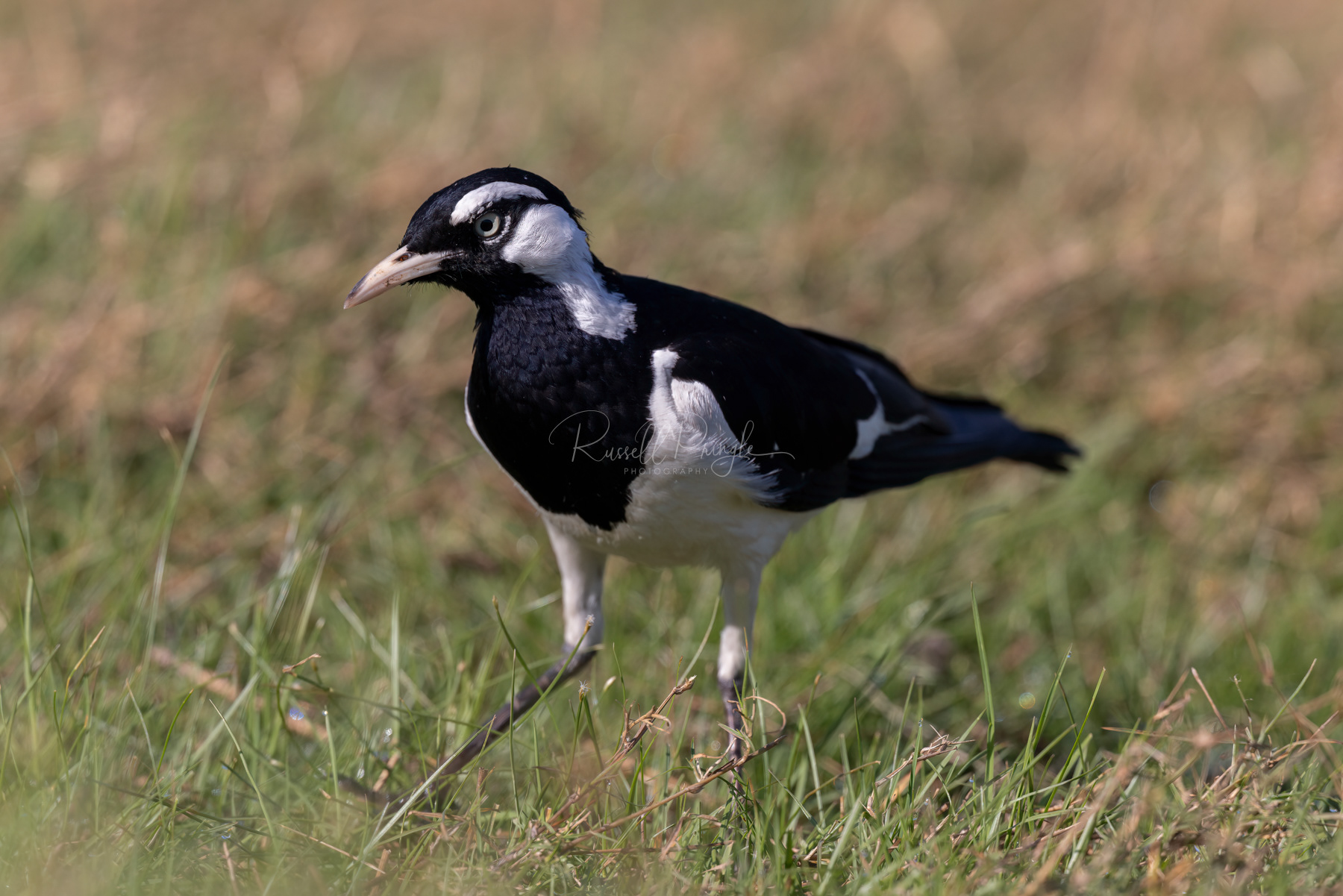 Magpie-Lark (male)