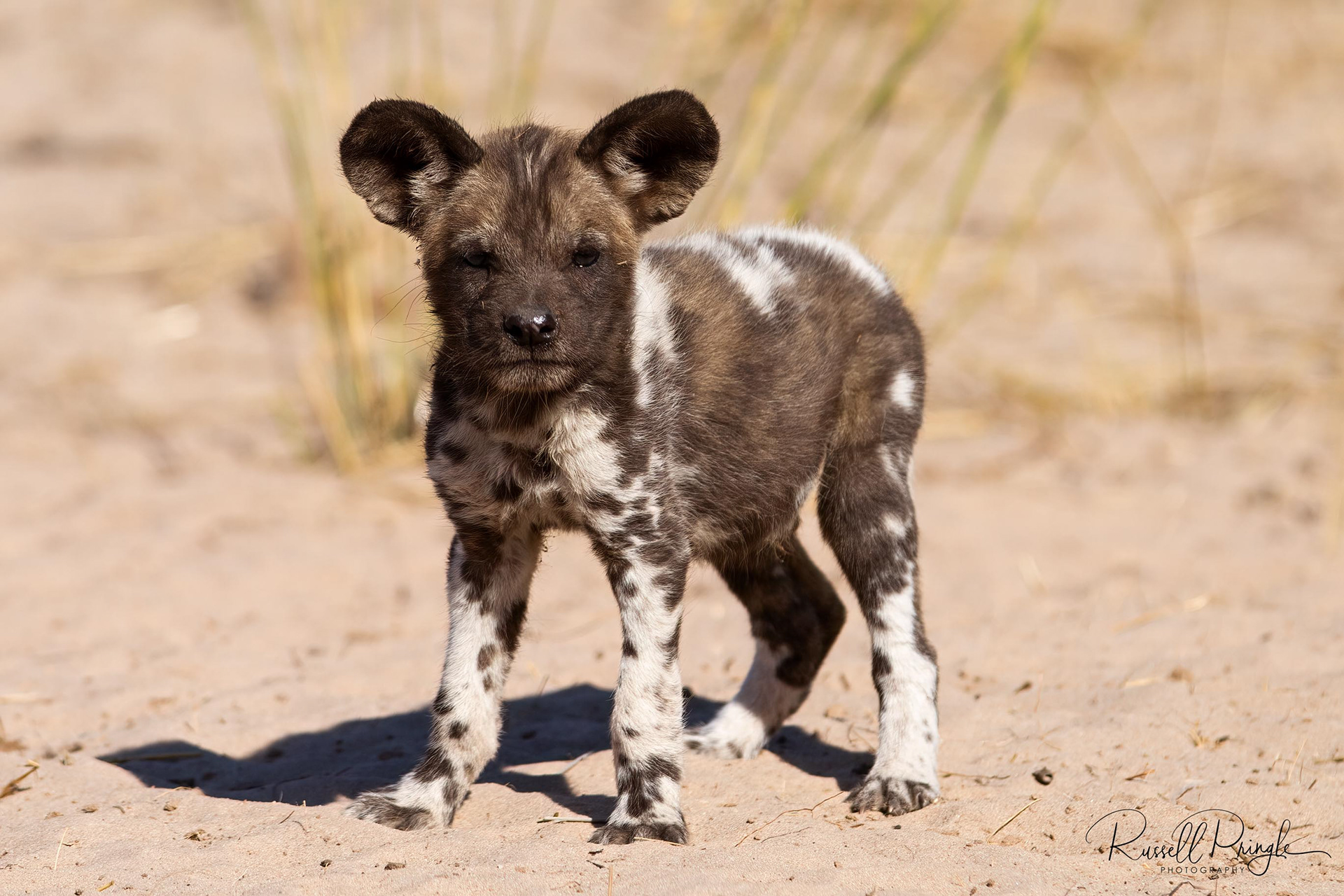 African Wild Dog-Kwara