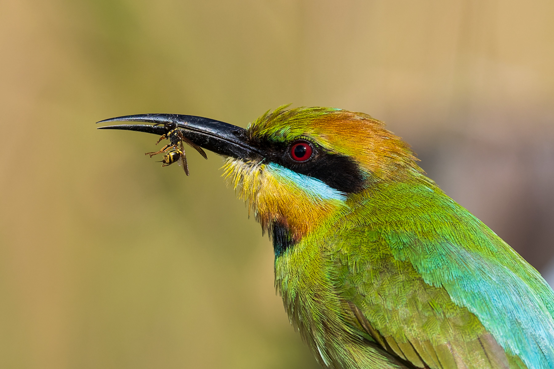 Rainbow Bee-eater