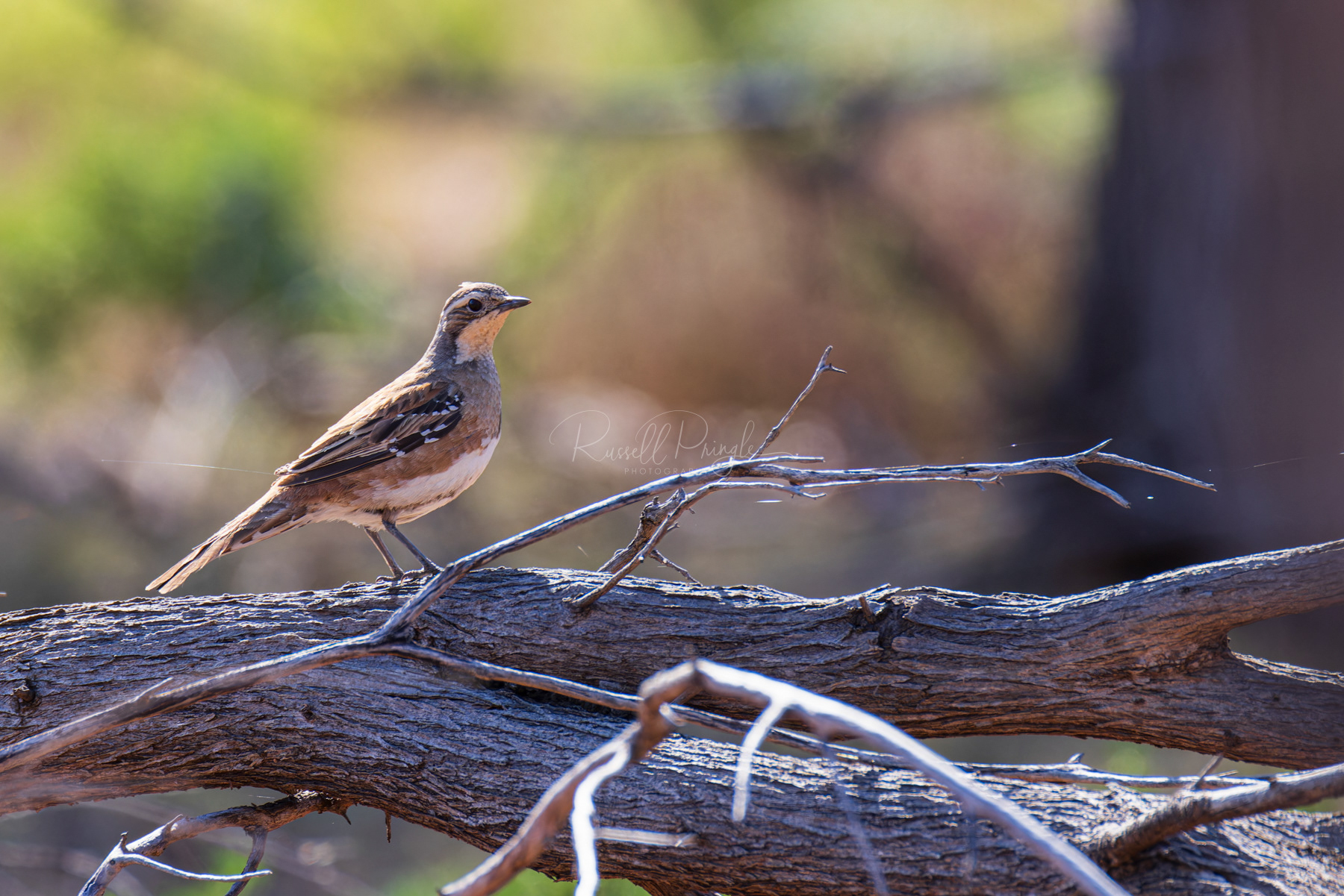 Chestnut-breasted Quail-Thrush