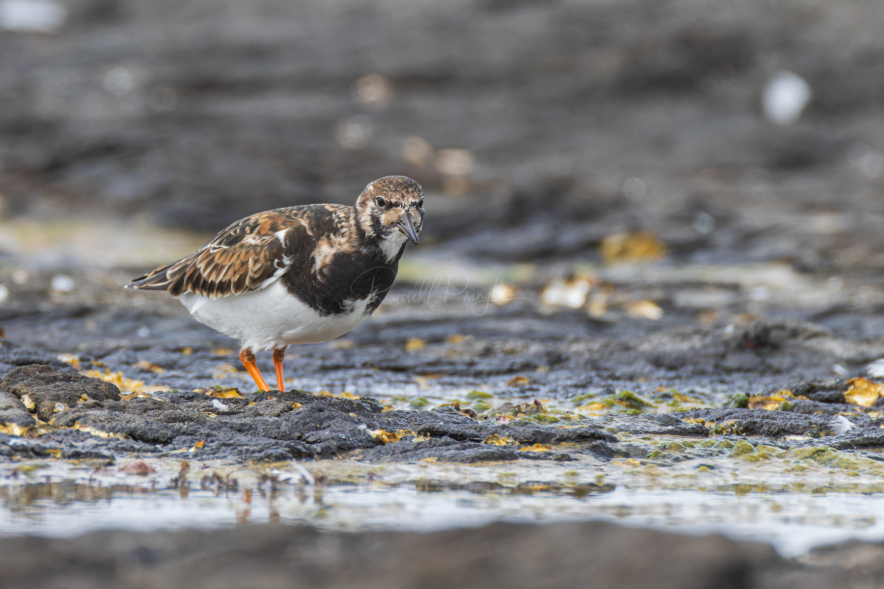 Ruddy Turnstone