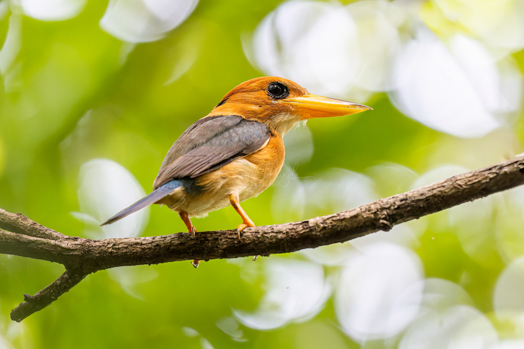 Yellow-billed Kingfisher