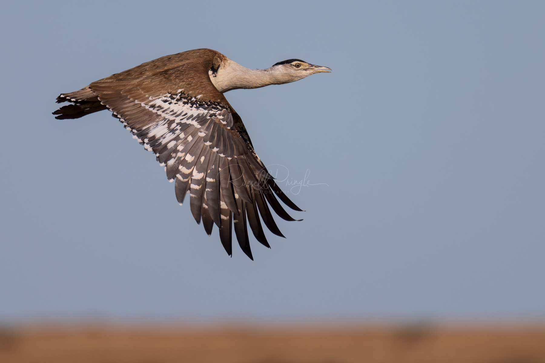 Australian Bustard
