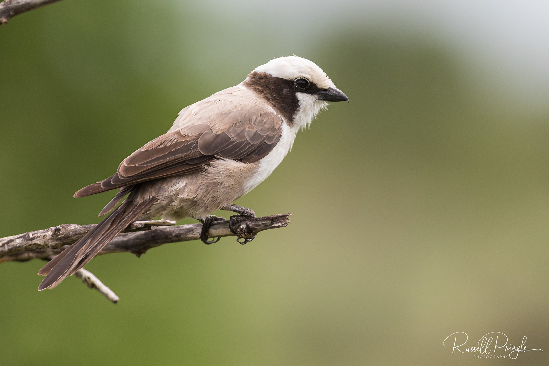 Southern White-crowned Shrike