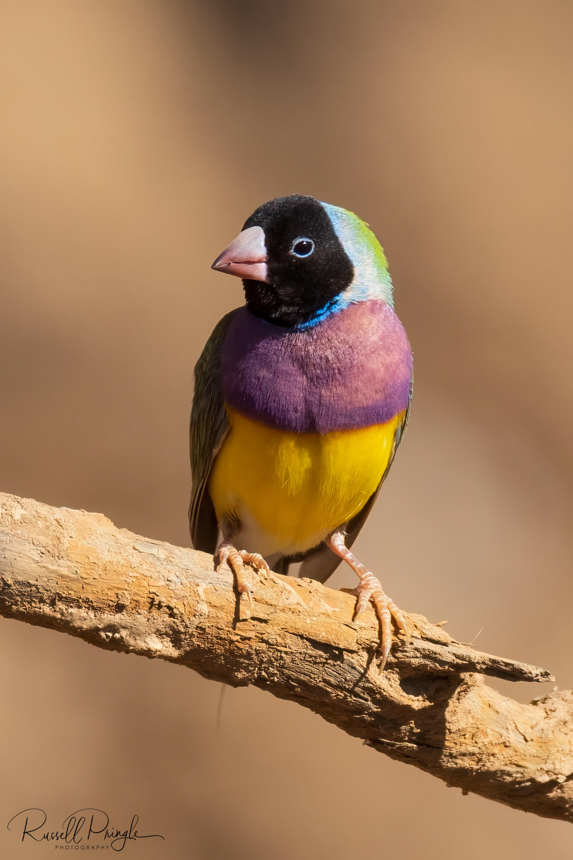 Gouldian Finch. Black headed (Male)