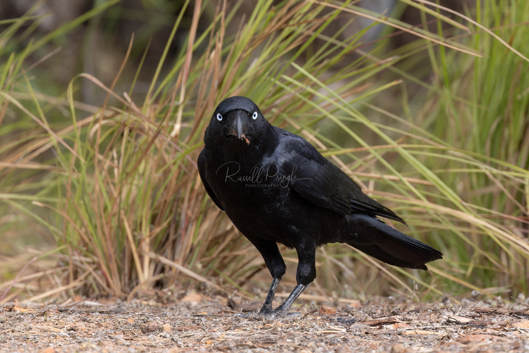 Torresian Crow