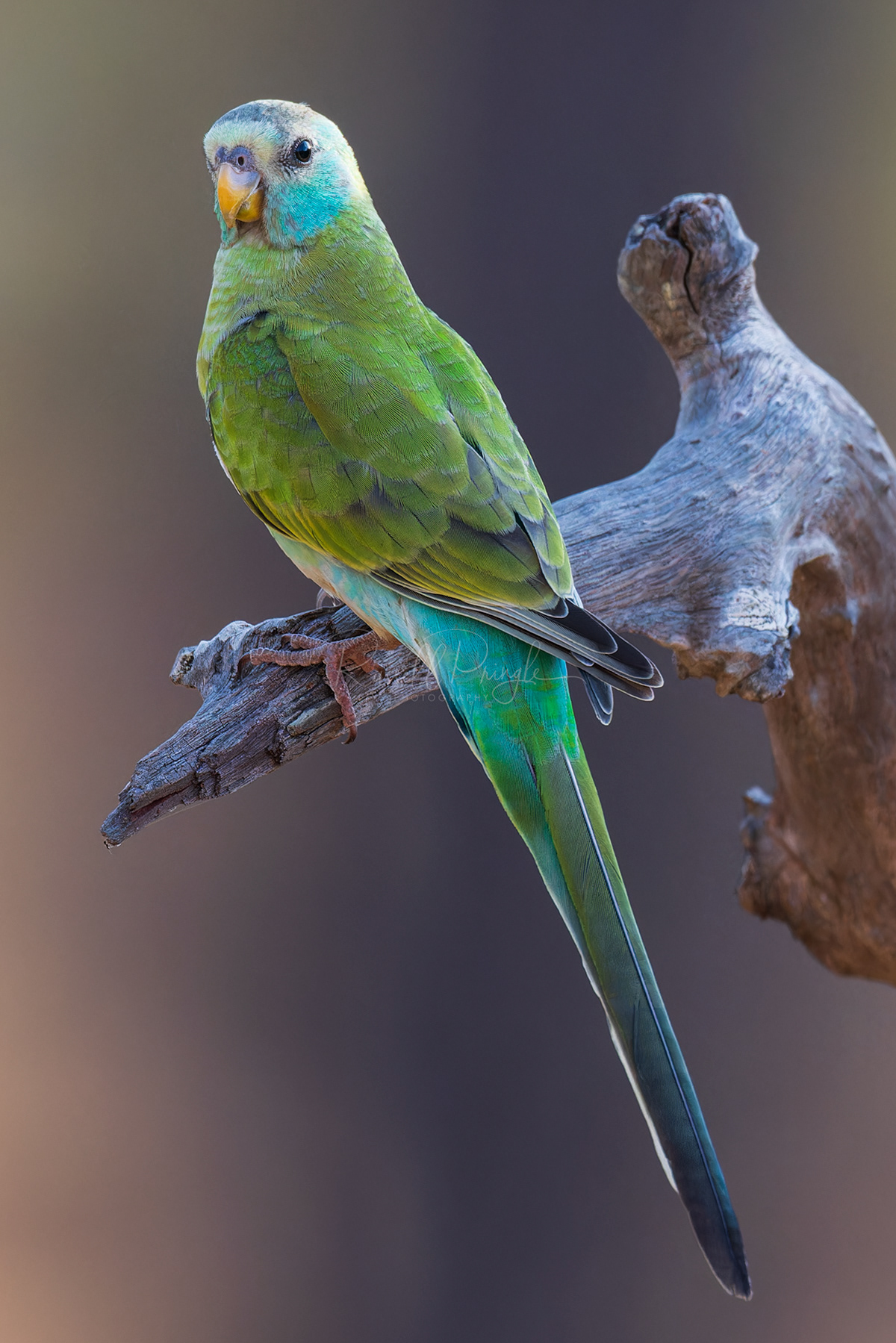 Golden-shouldered Parrot (juvinile)