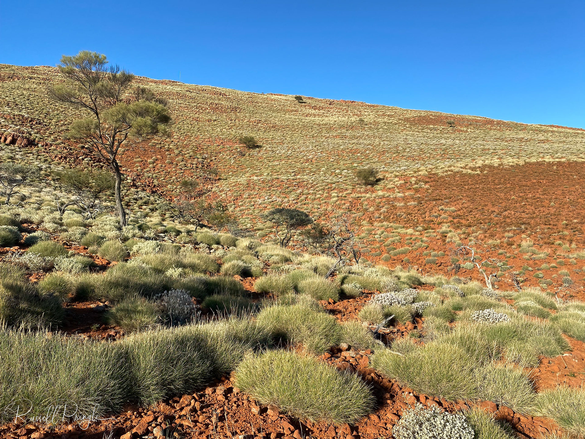 Gawler Rangers, South Australia