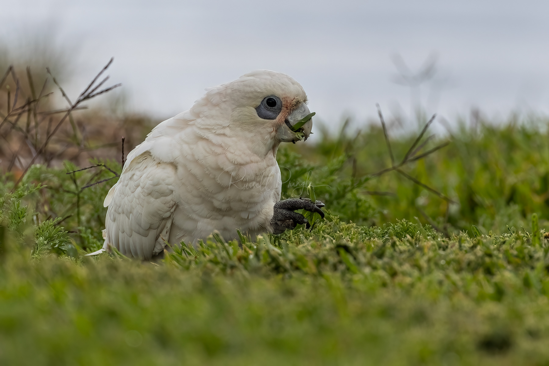 Little Corella