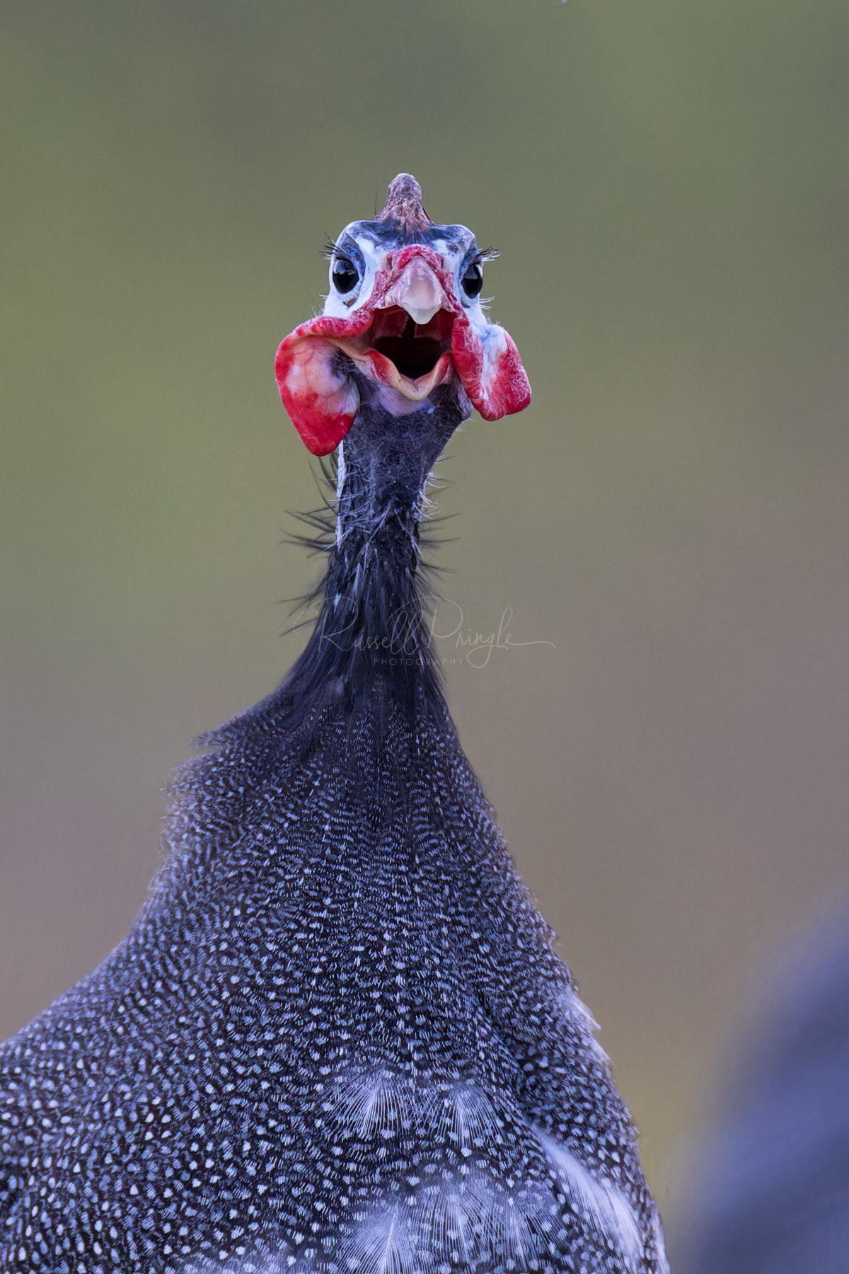 Helmeted Guineafowl (feral)