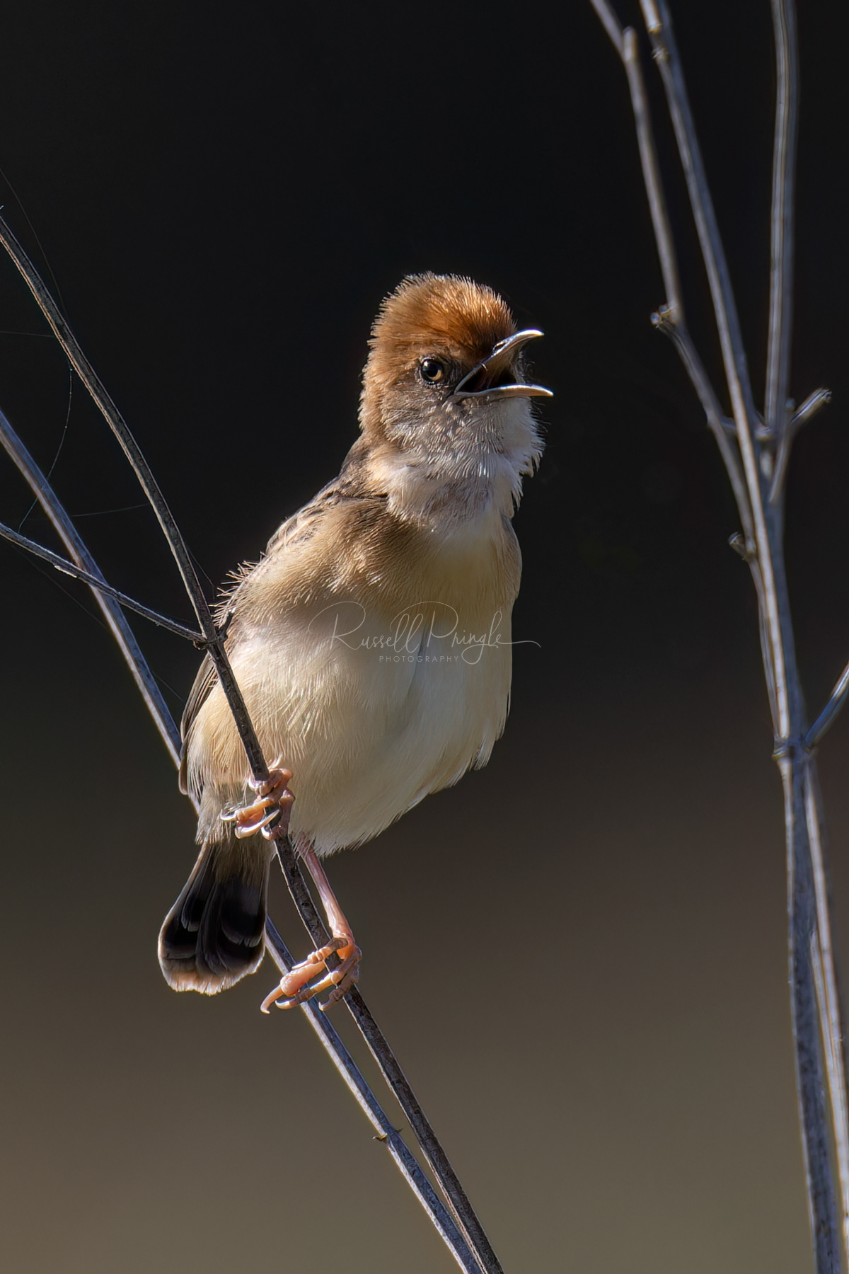 Golden-headed Cisticola