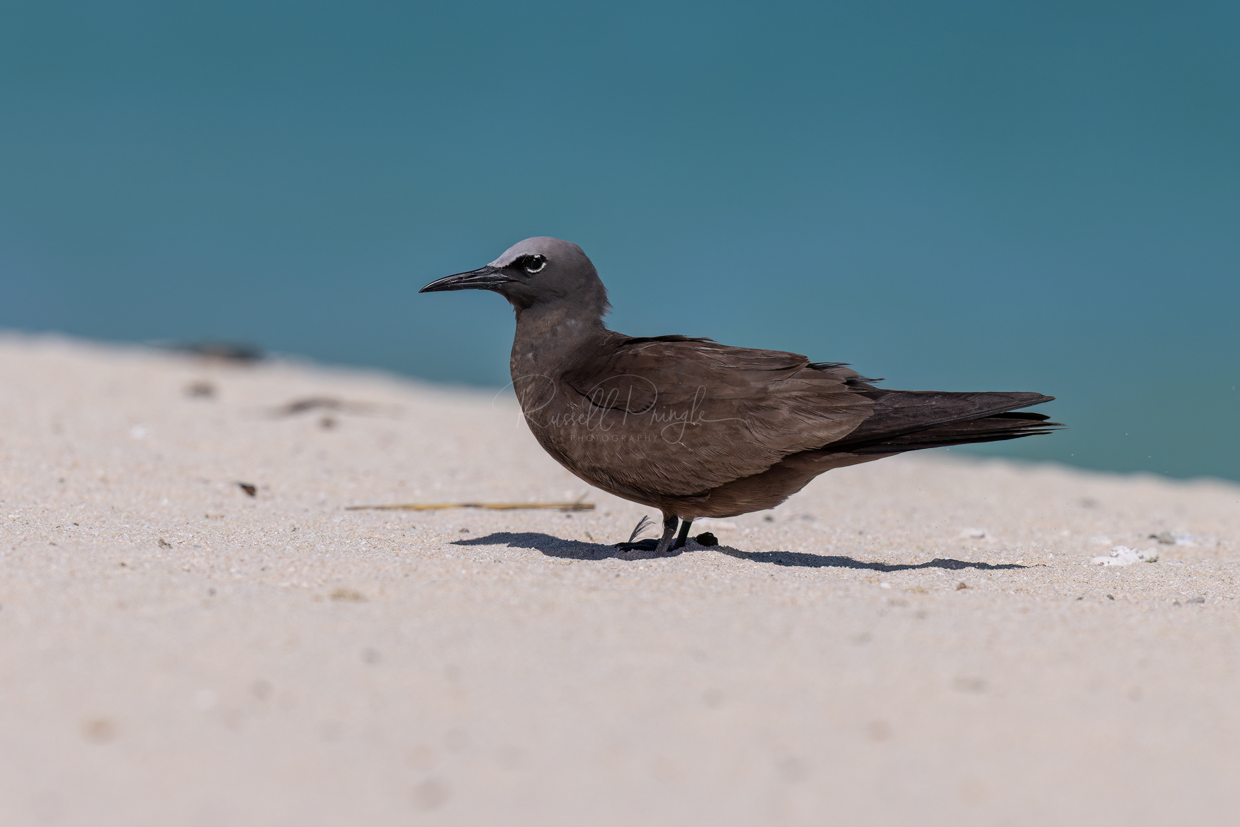 Common Noddy