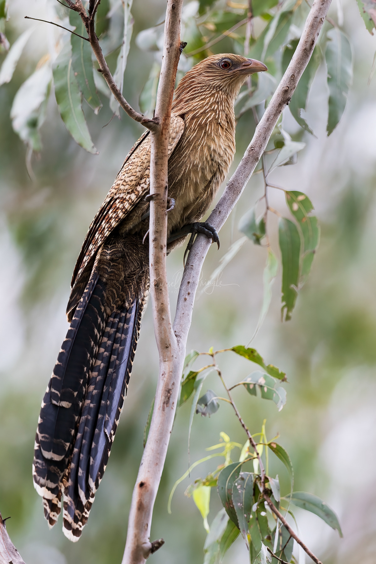 Pheasant Coucal (non-breeding)