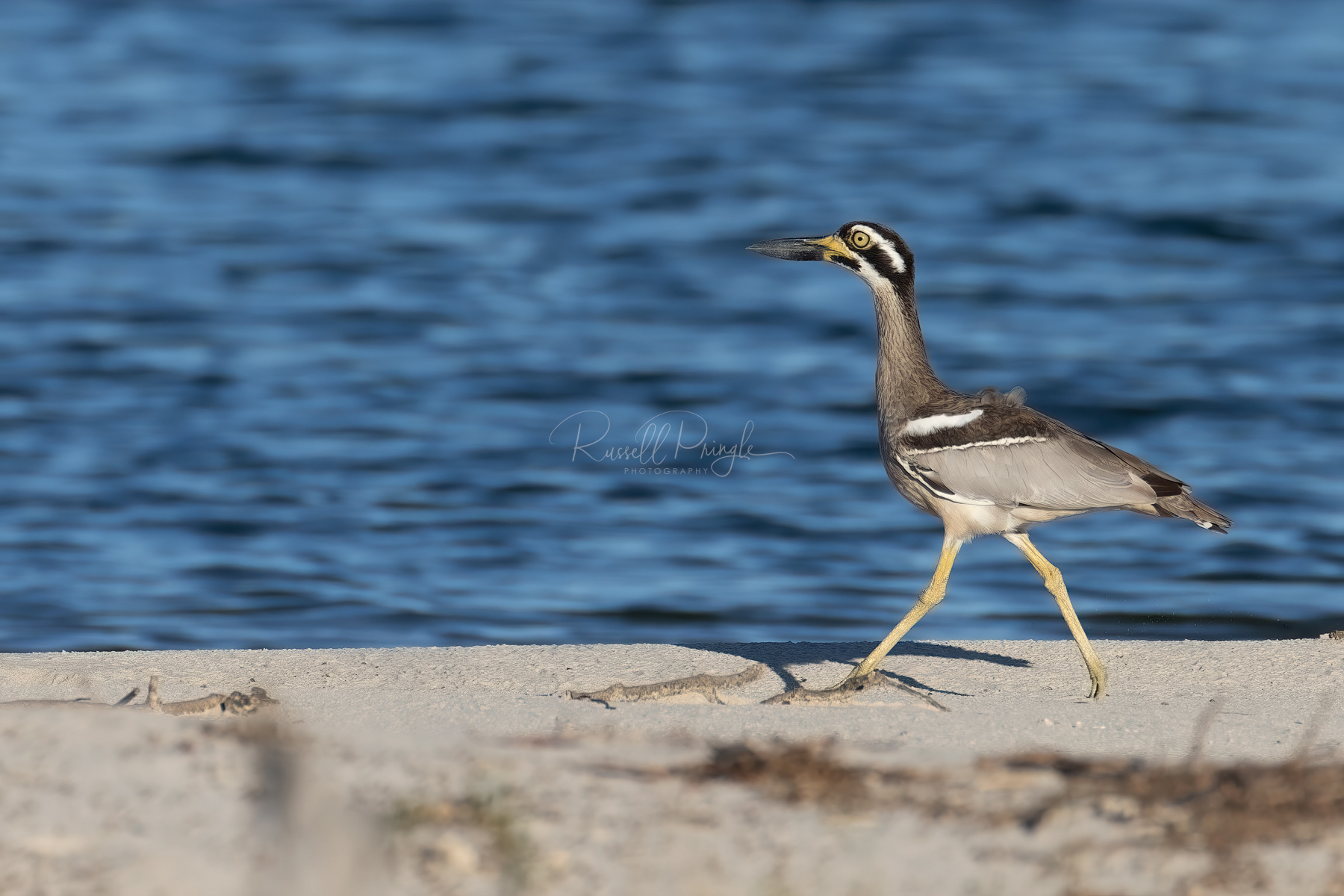 Beach Stone-Curlew