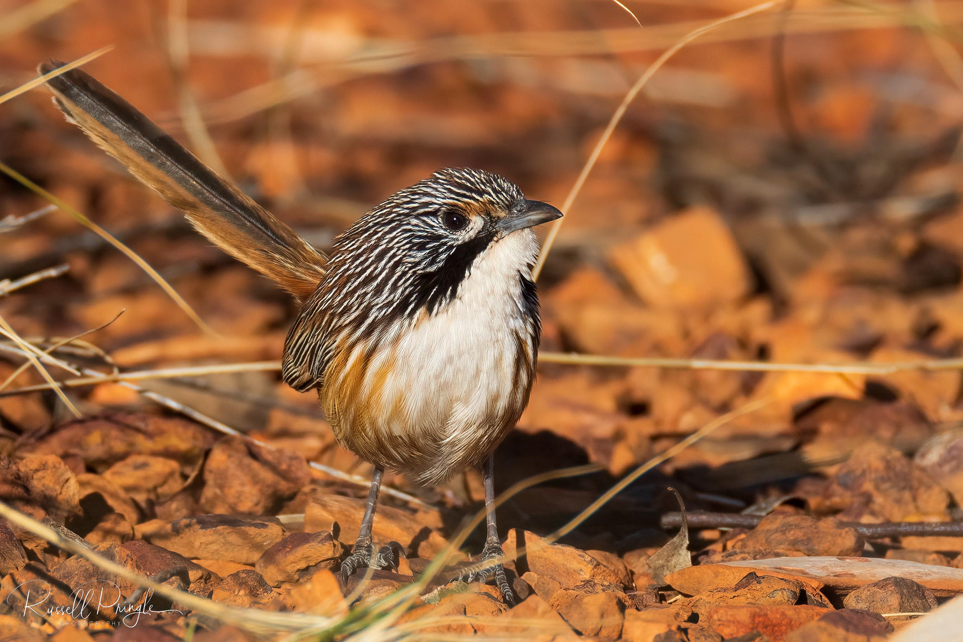Carpentarian Grasswren