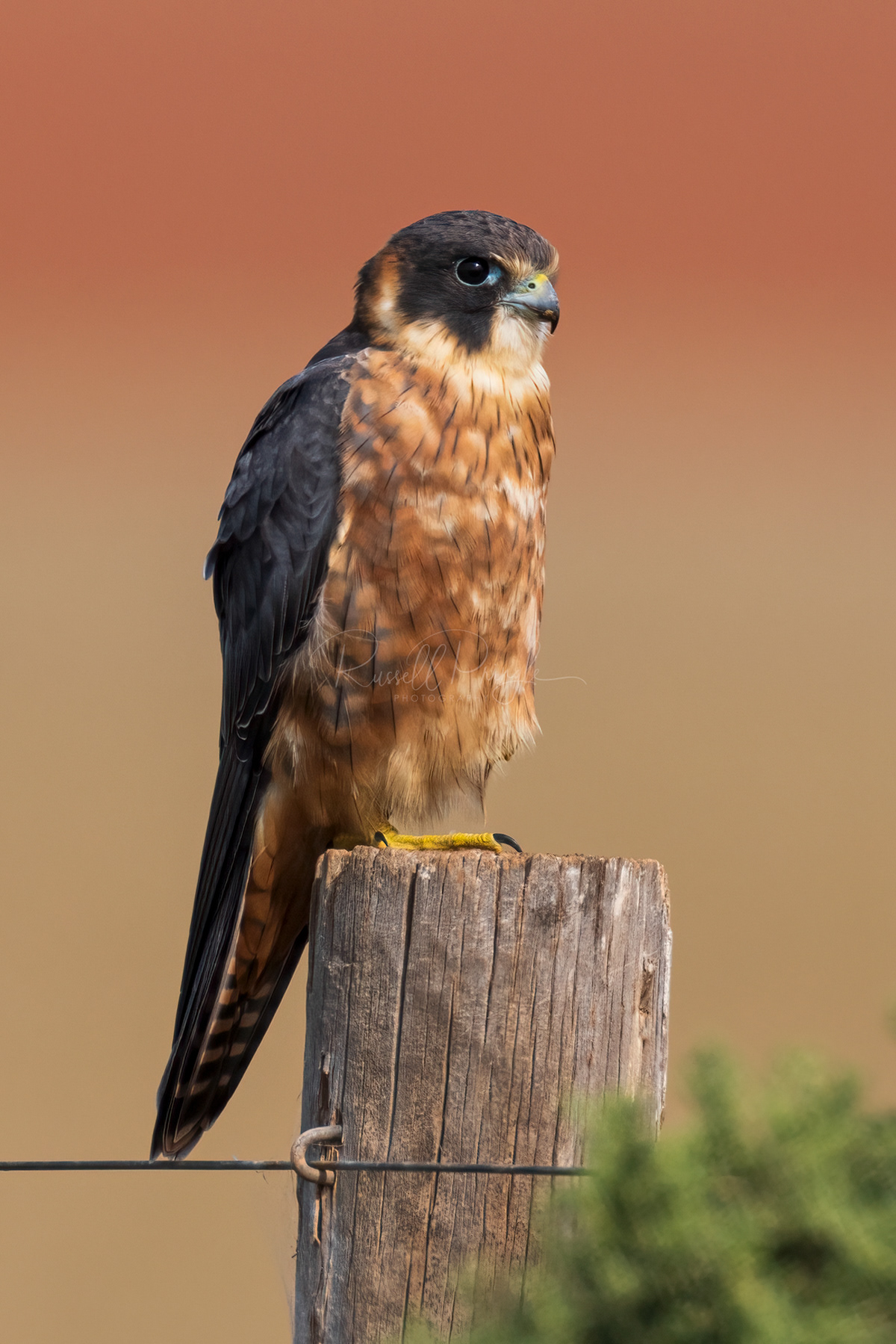 Australian Hobby