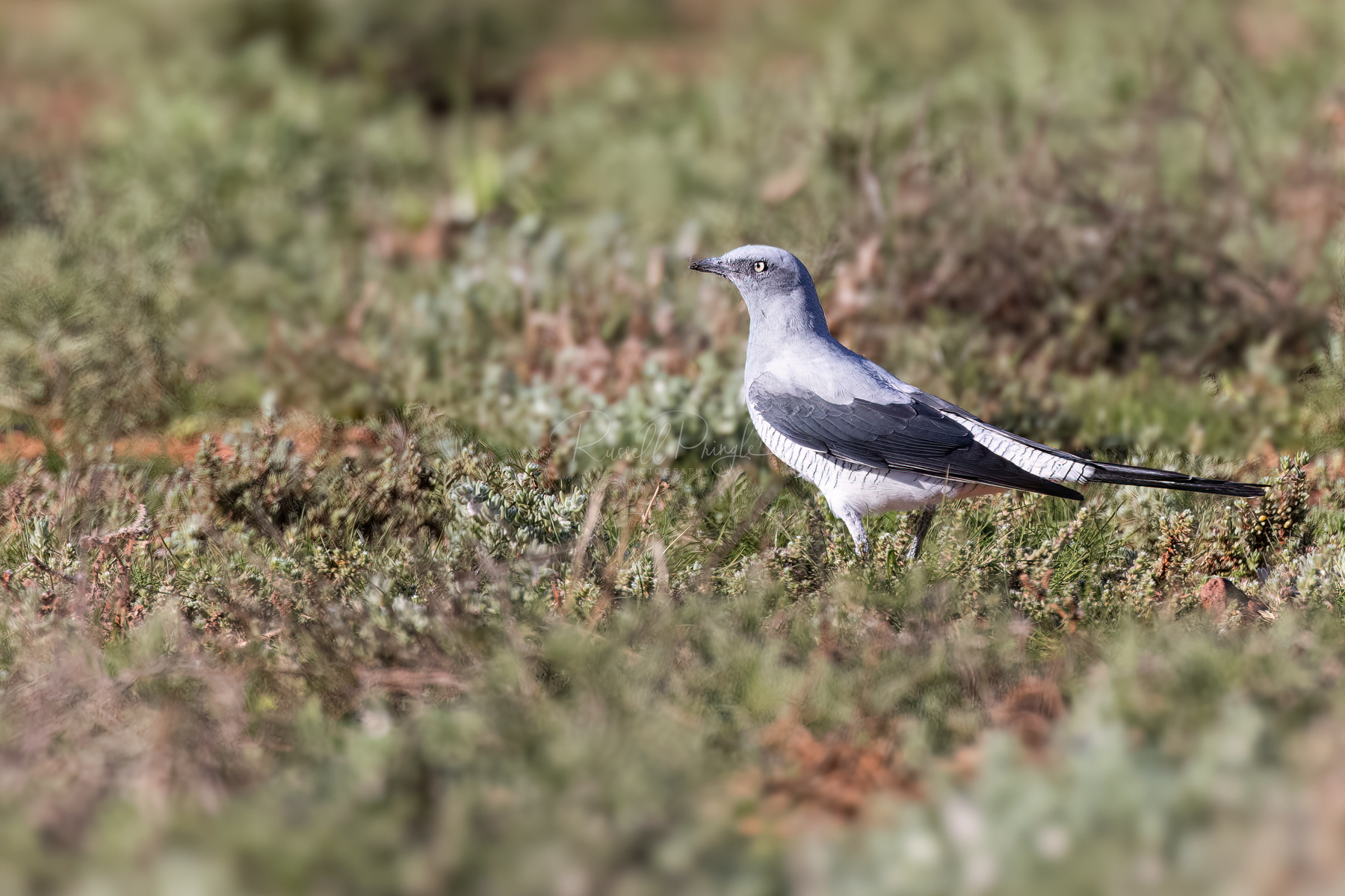 Ground Cuckoo-Shrike