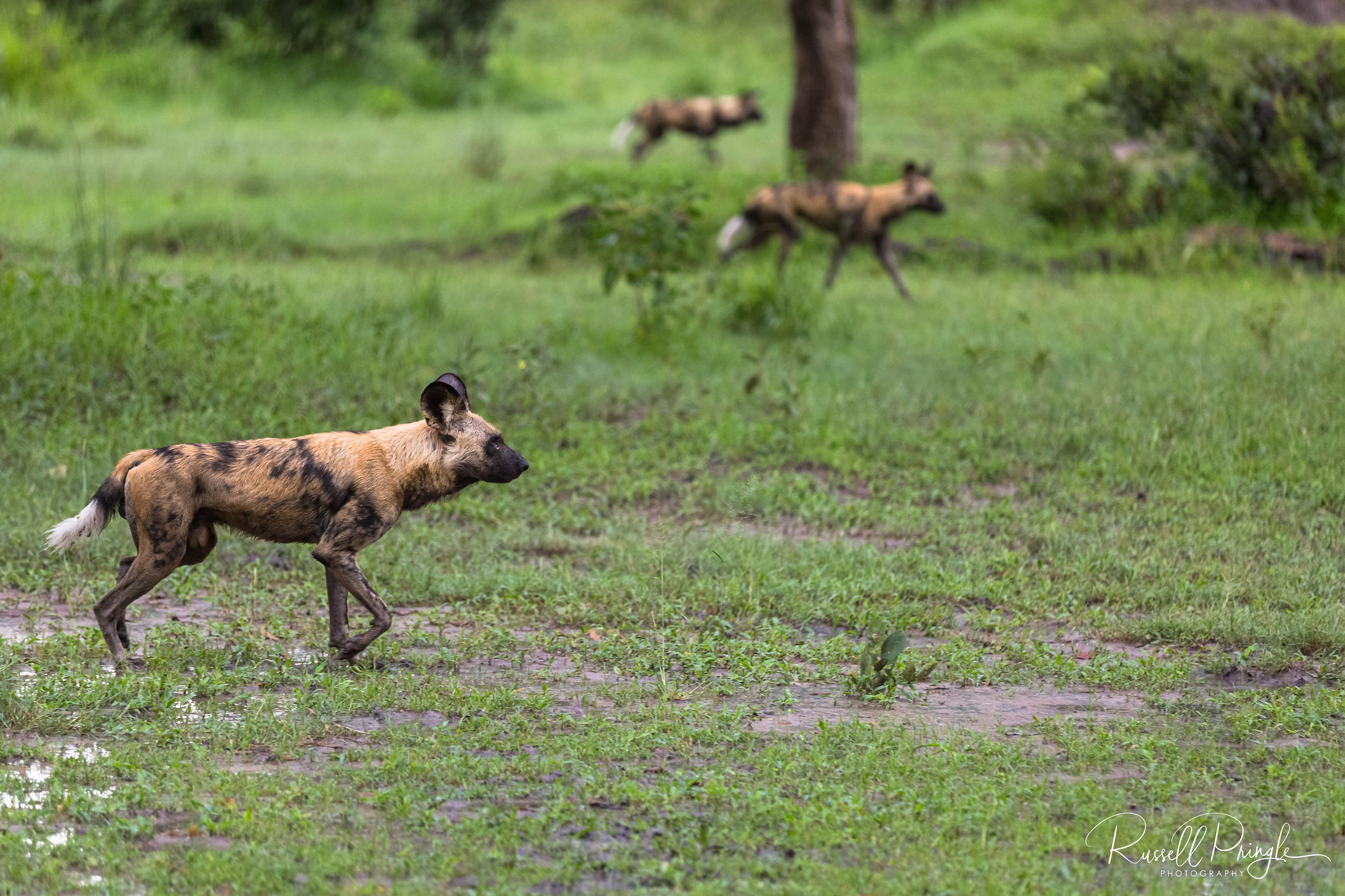 African Wild Dogs-Khwai