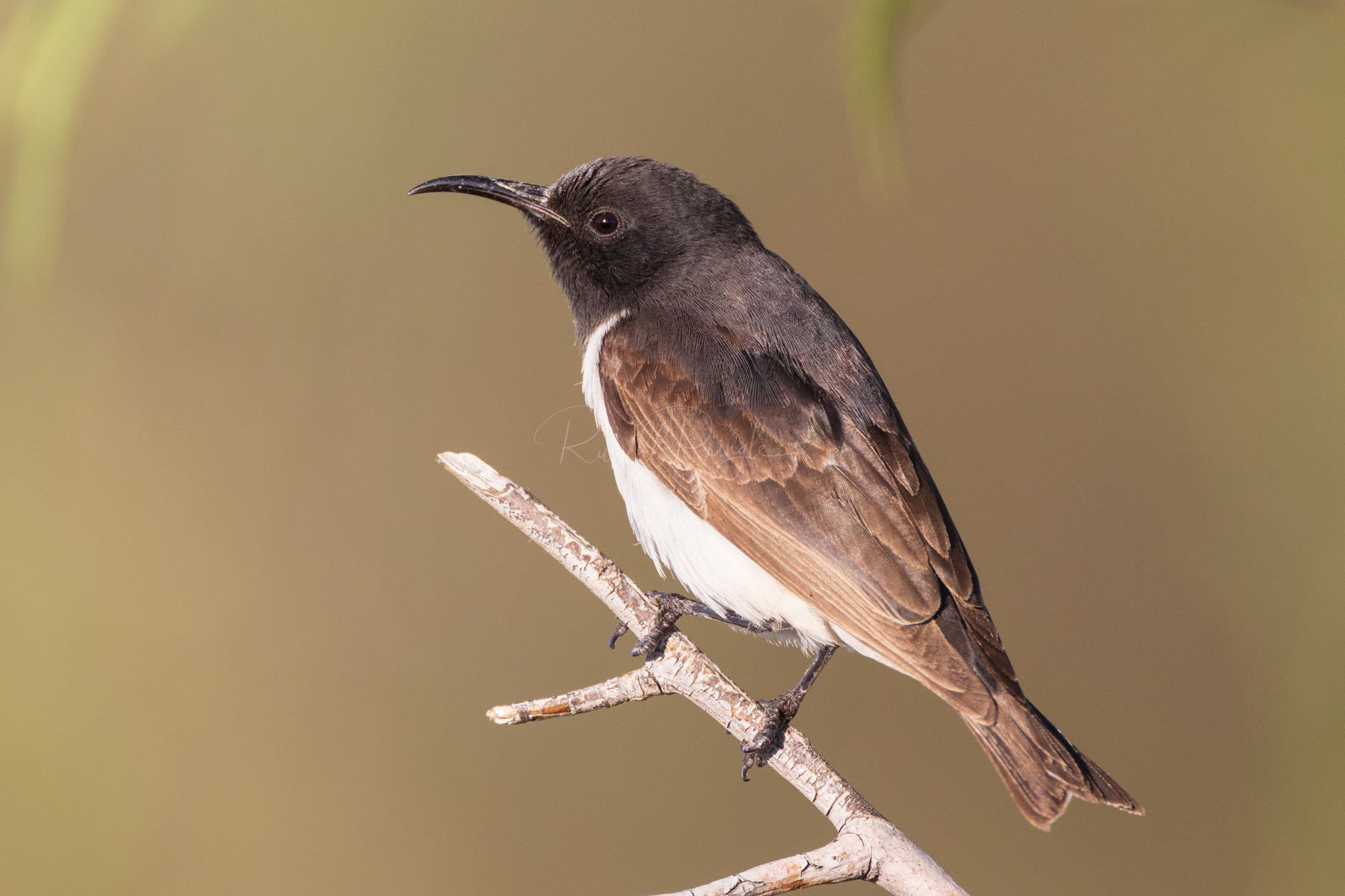 Black Honeyeater (male)
