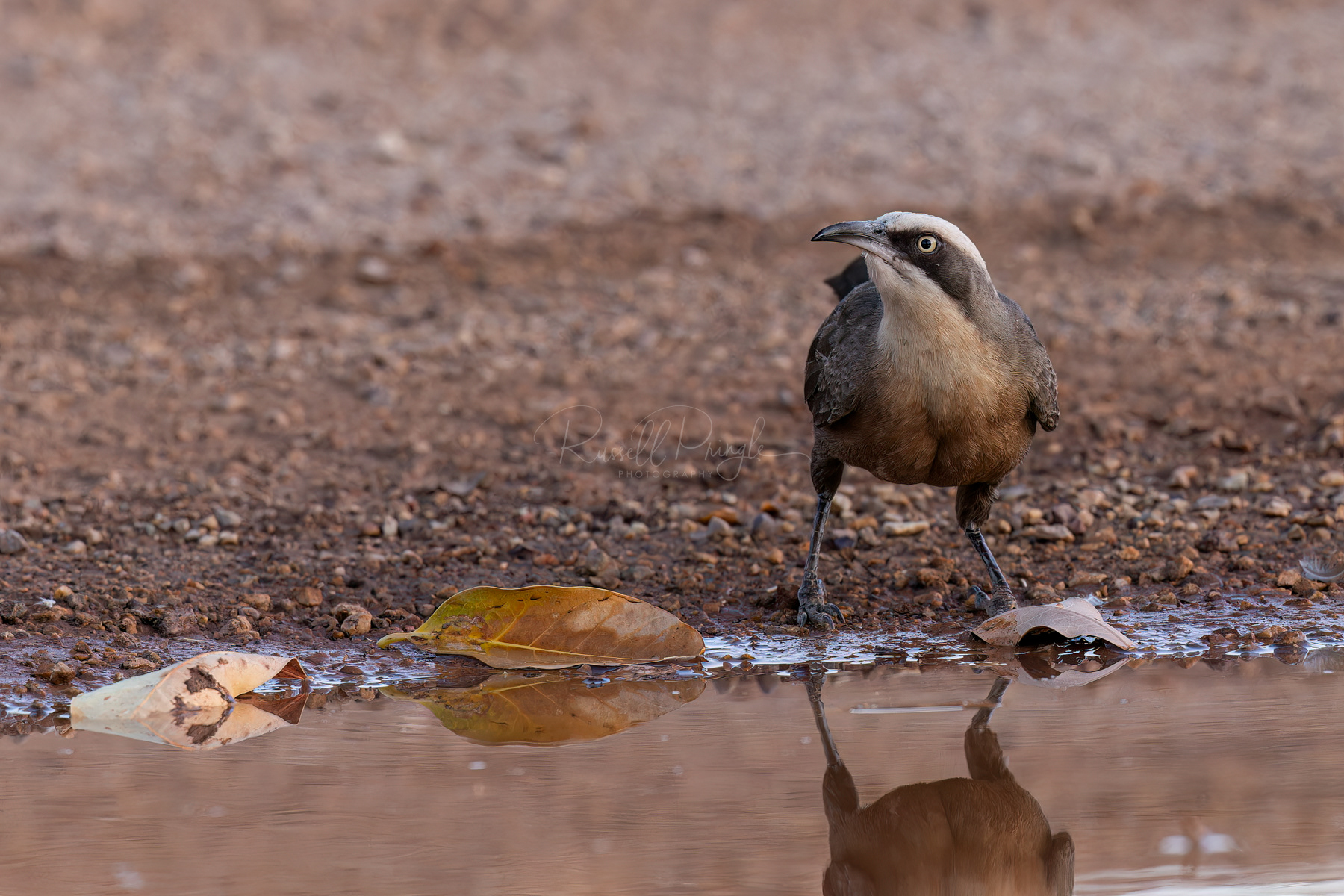 Grey-crowned Babbler