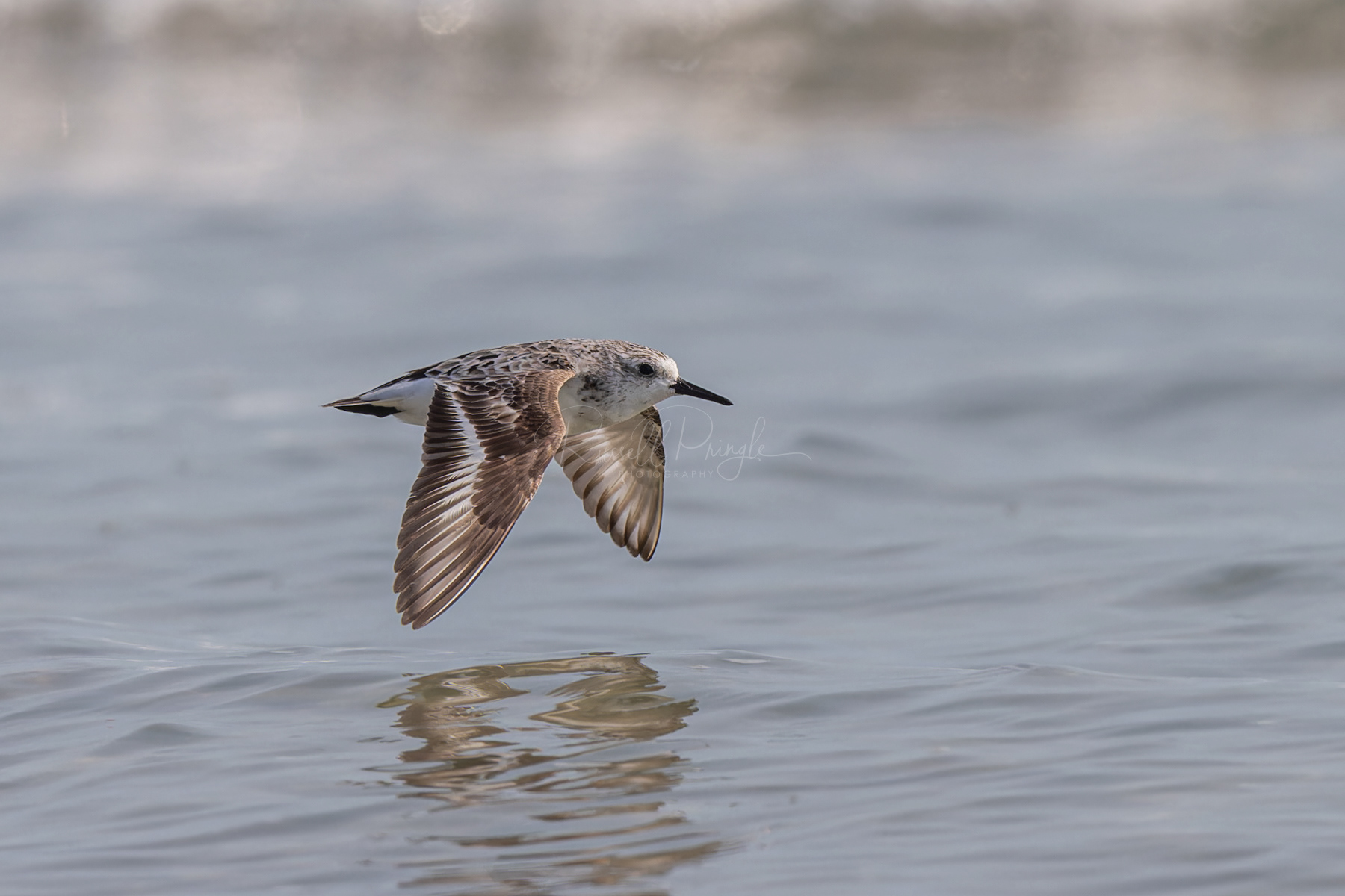 Red-necked Stint