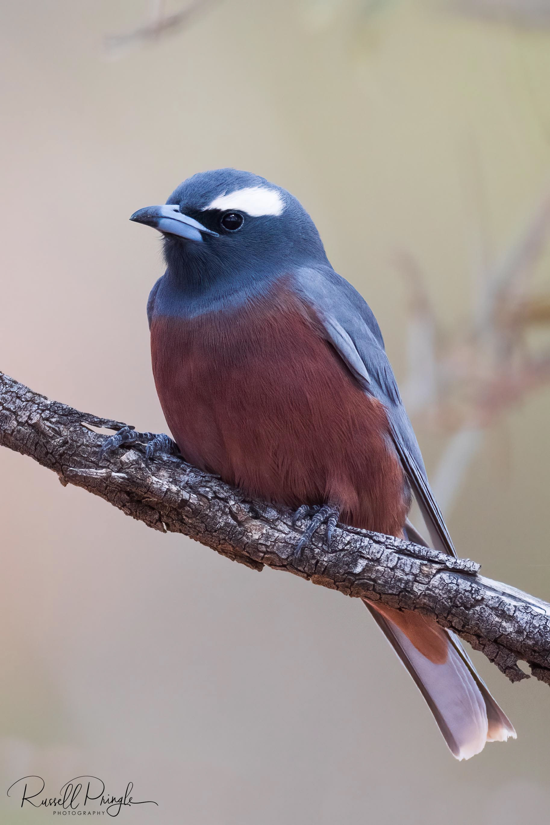 White-browed Woodswallow (Male)