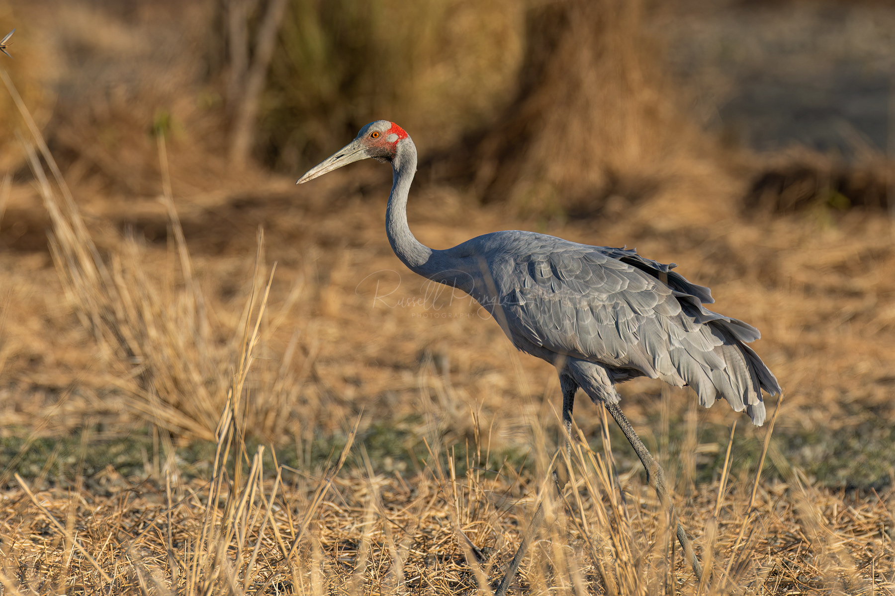 Brolga