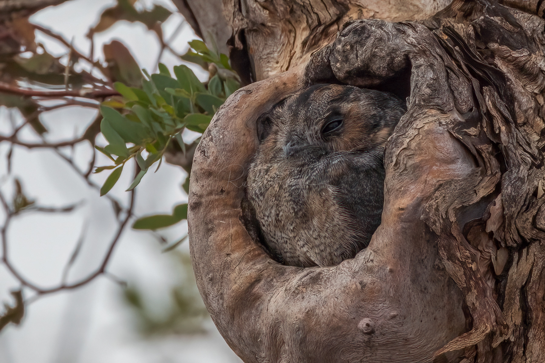 Owlet-Nightjar
