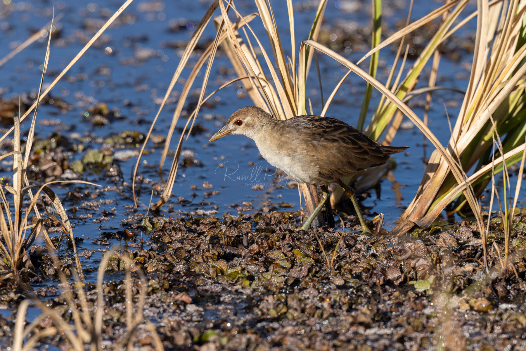 White-browed Crake (juvinile)