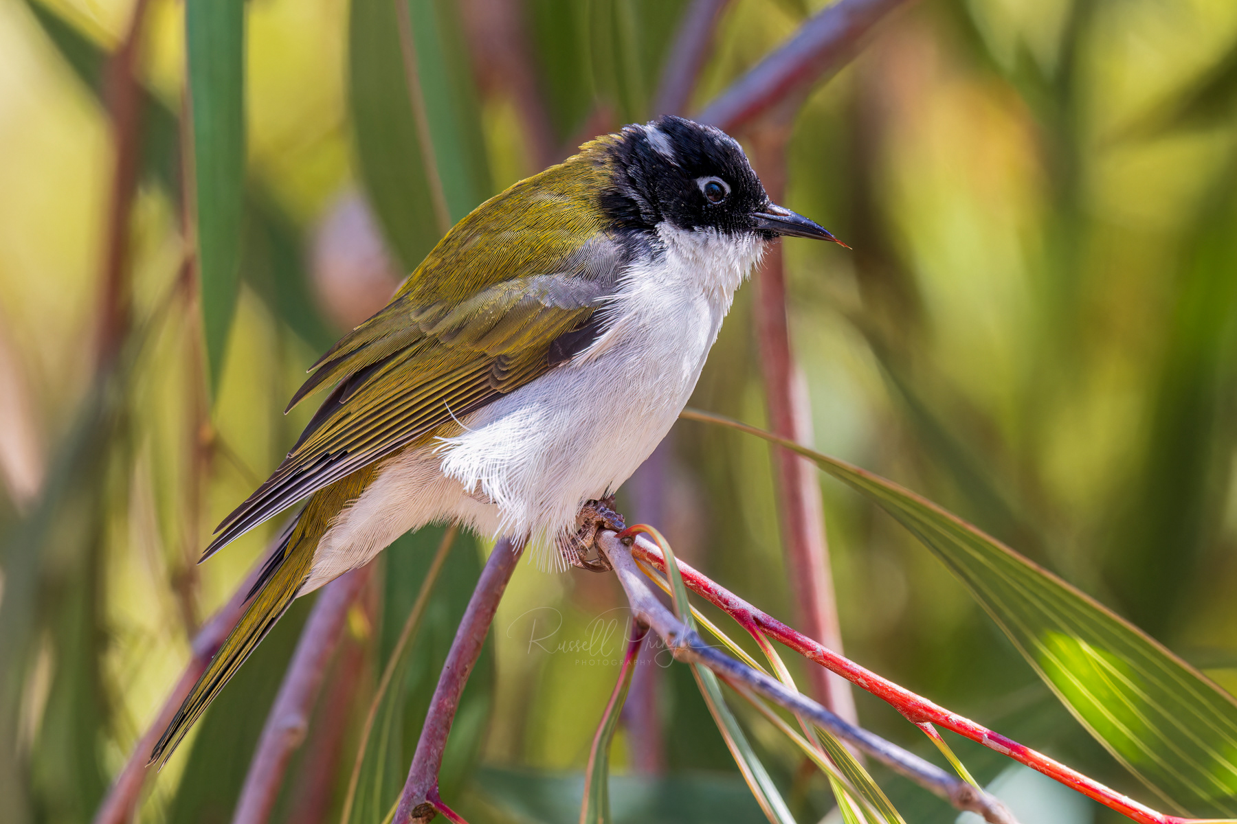 Gilbert's Honeyeater
