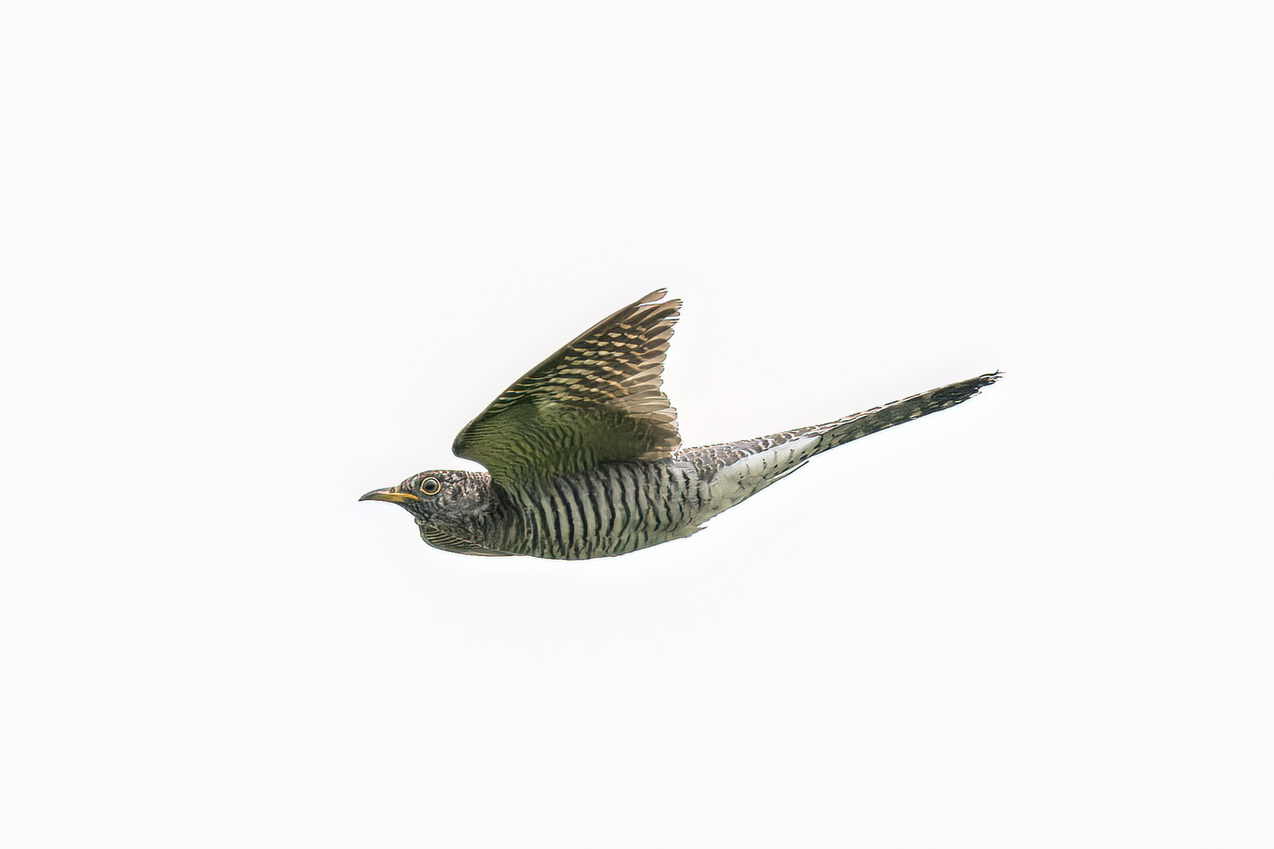 Common Cuckoo