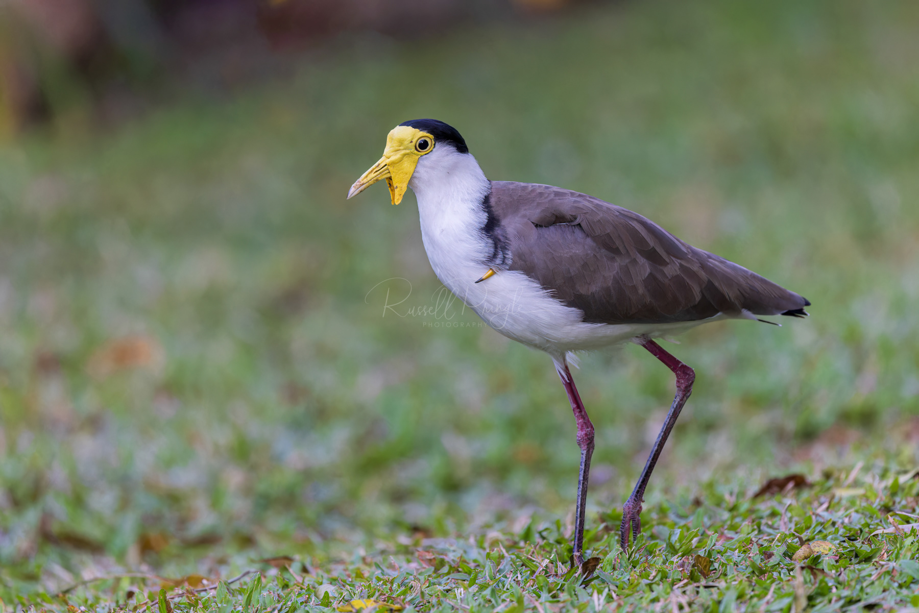 Masked Lapwing