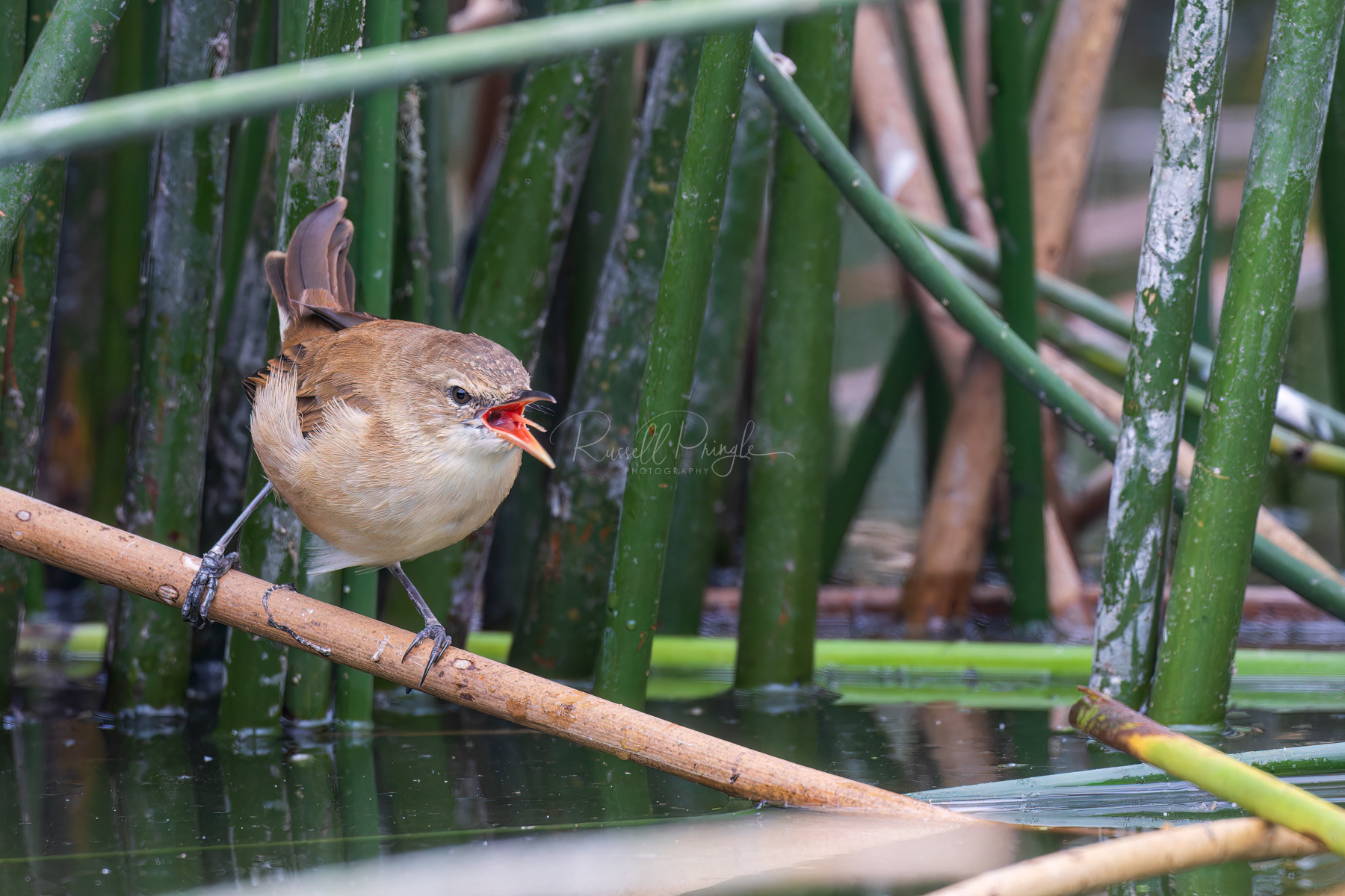 Australian Reed-Warbler