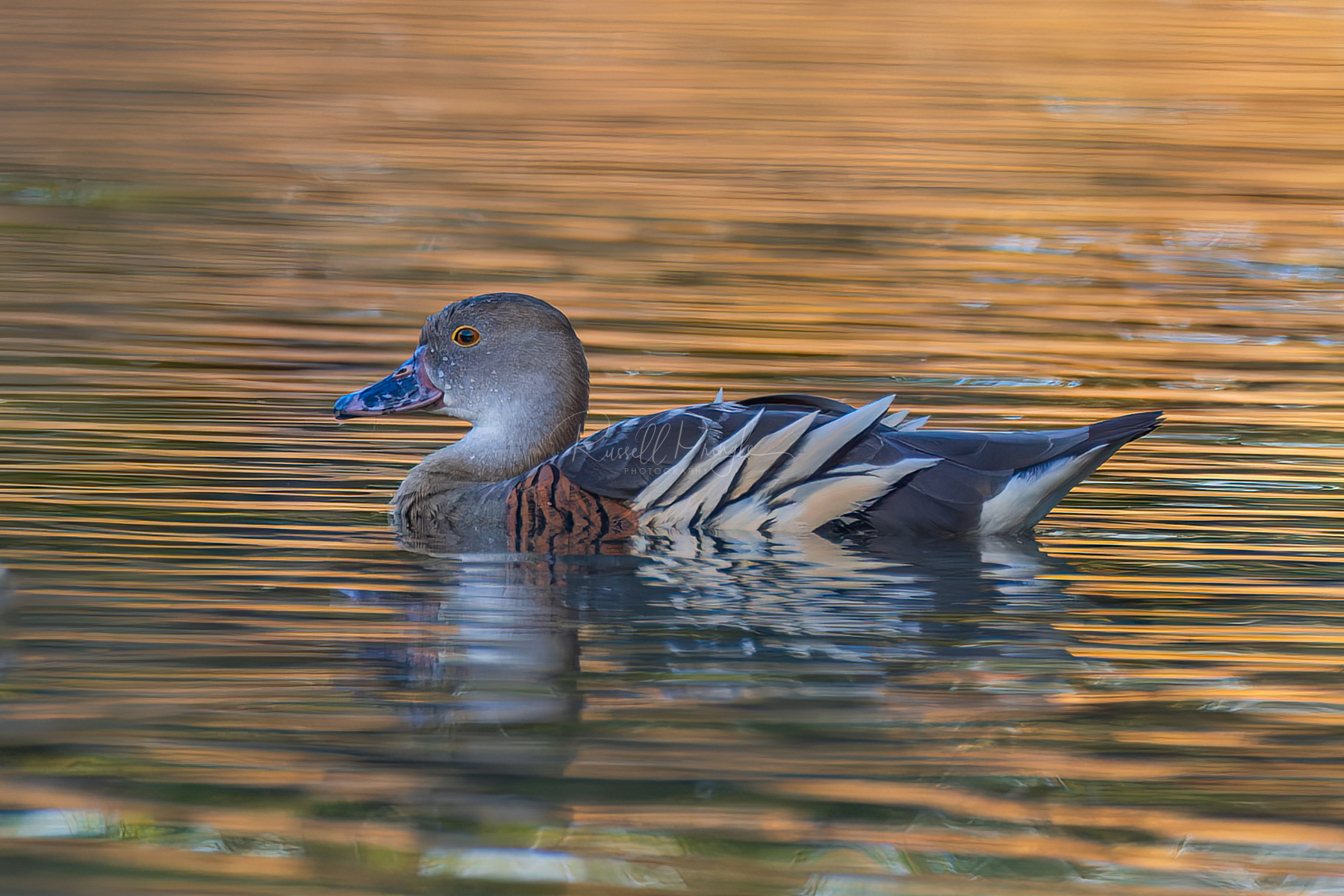 Plumed Whistling-Duck