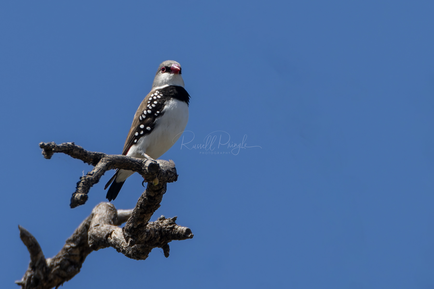 Diamond Firetail