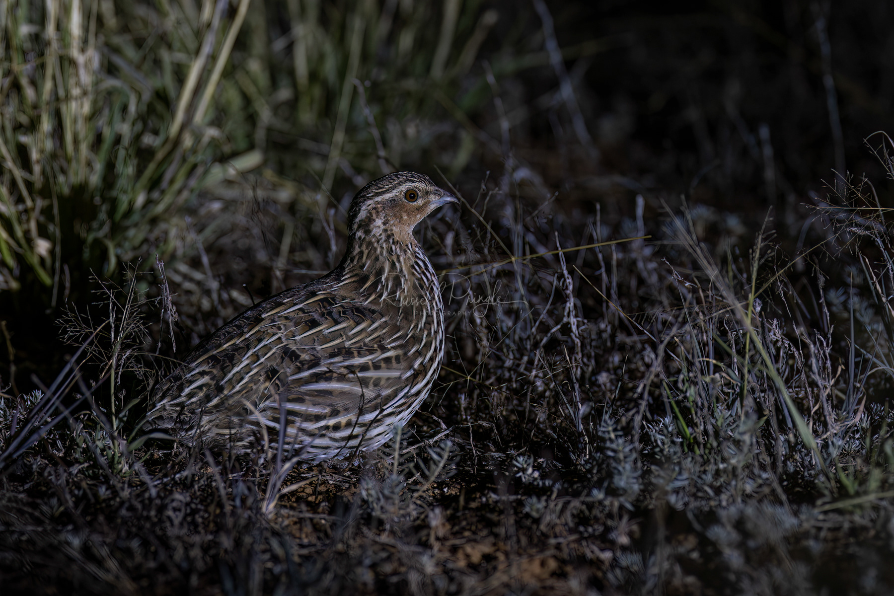 Stubble Quail (male)