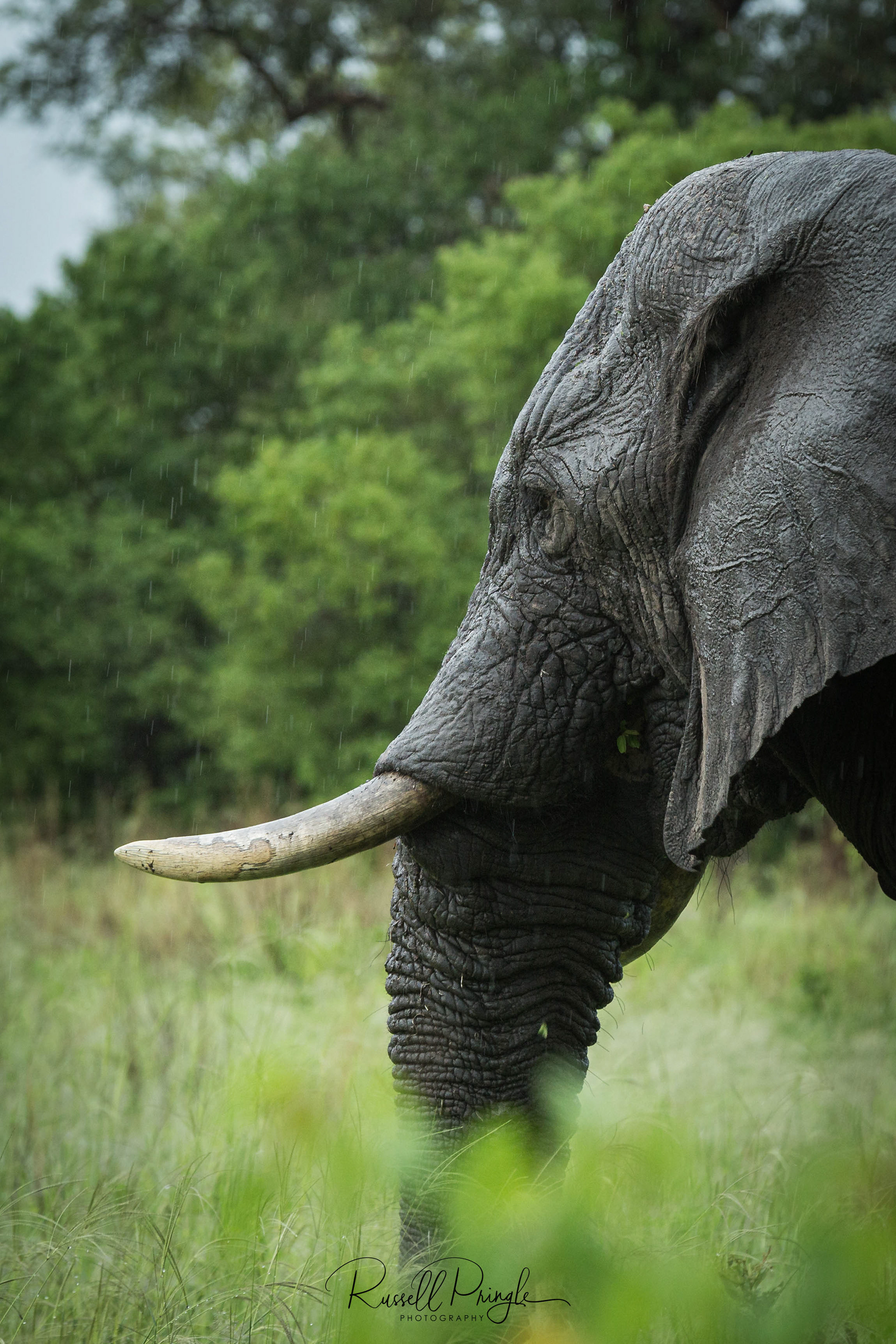 Elephant-Khwai