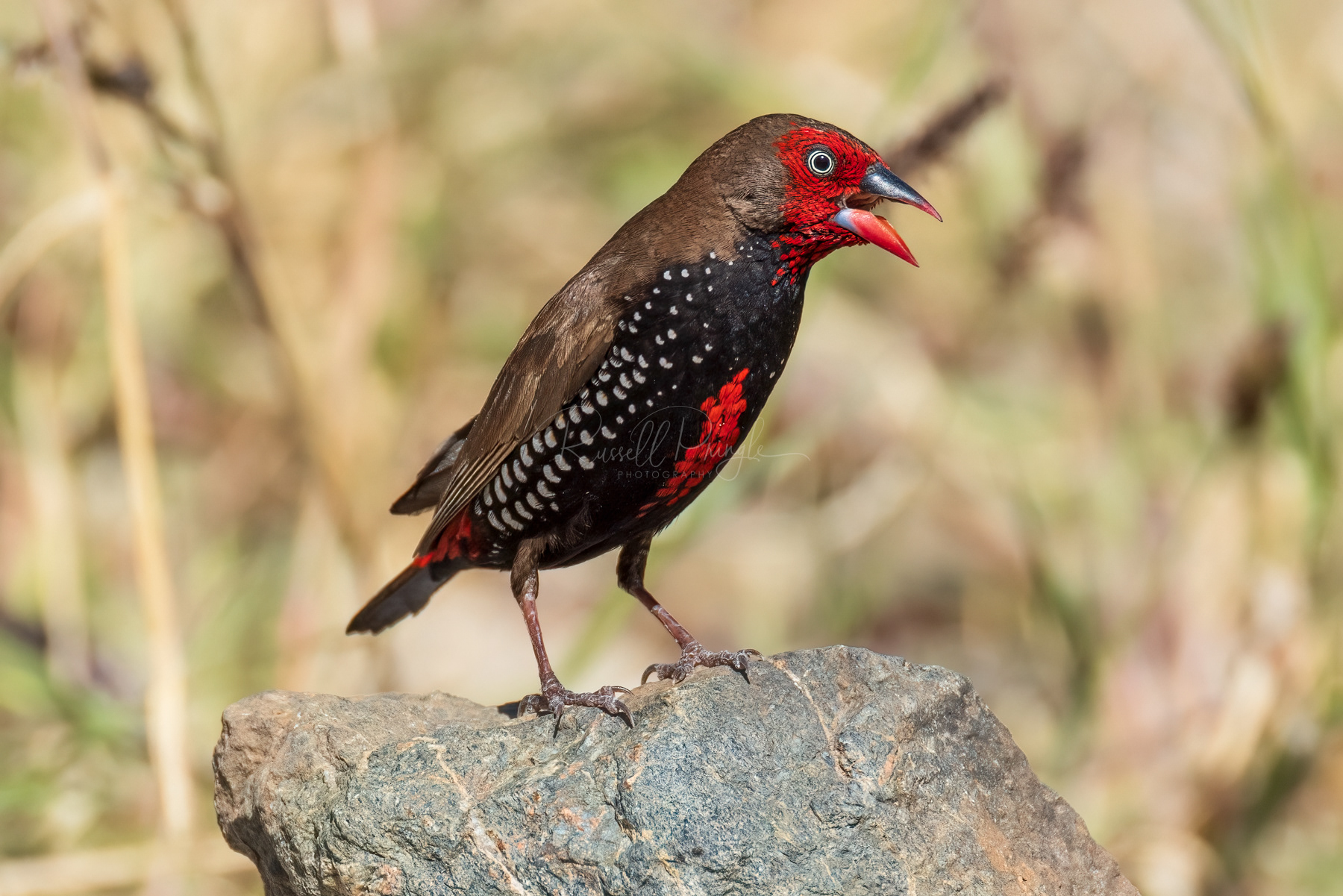 Painted Finch (male)