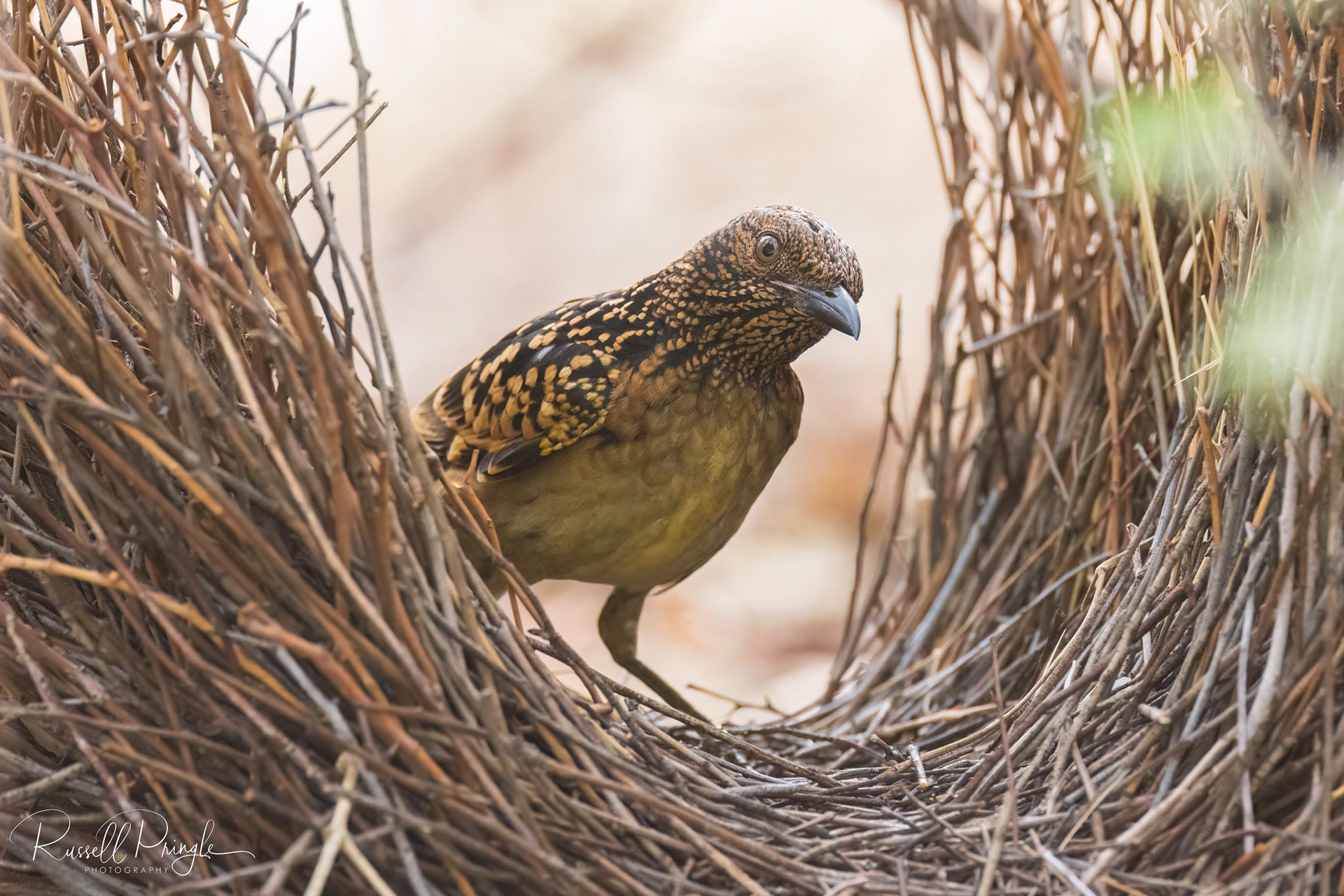 Western Bowerbird