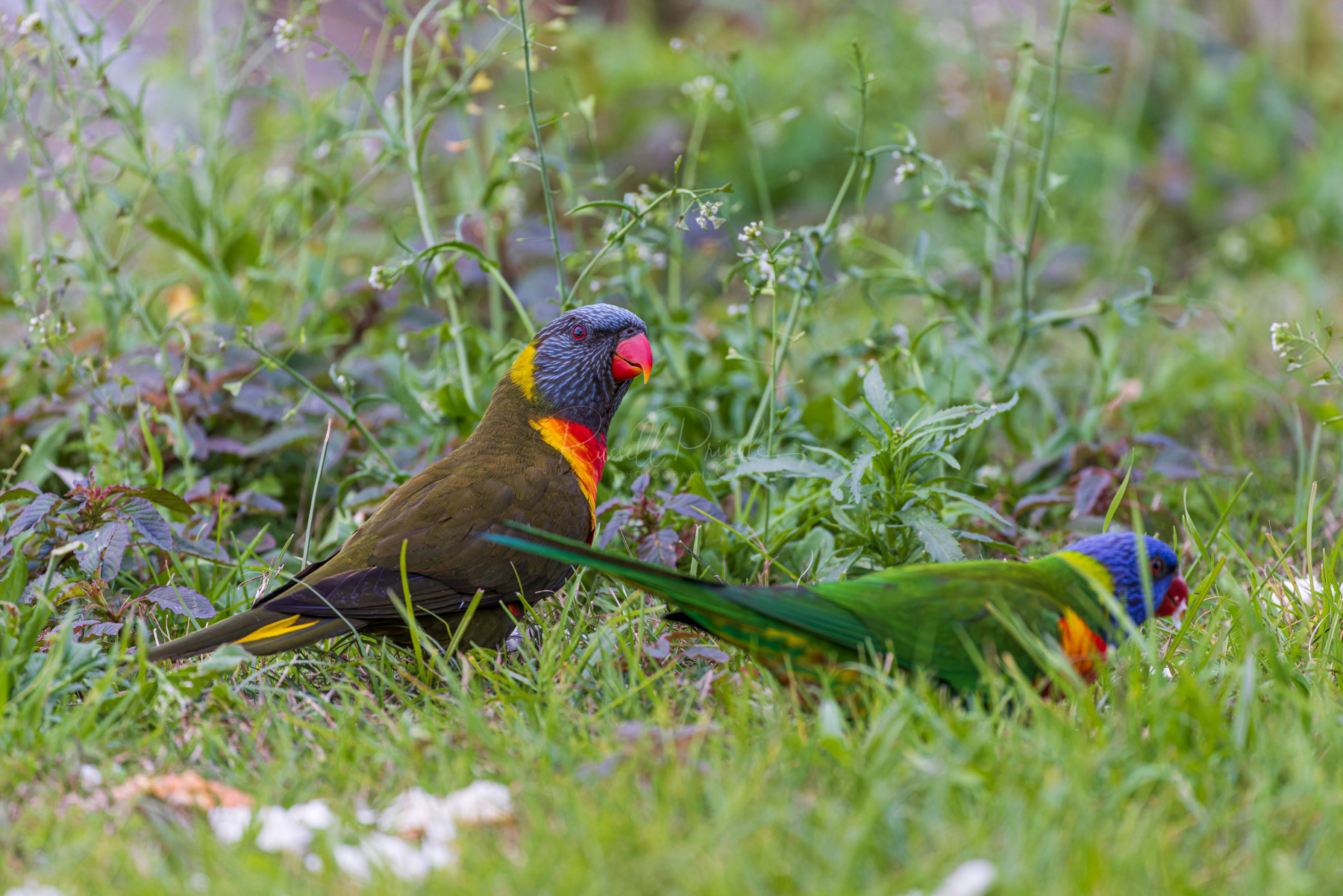 Rainbow Lorikeet (wild Olive mutation)